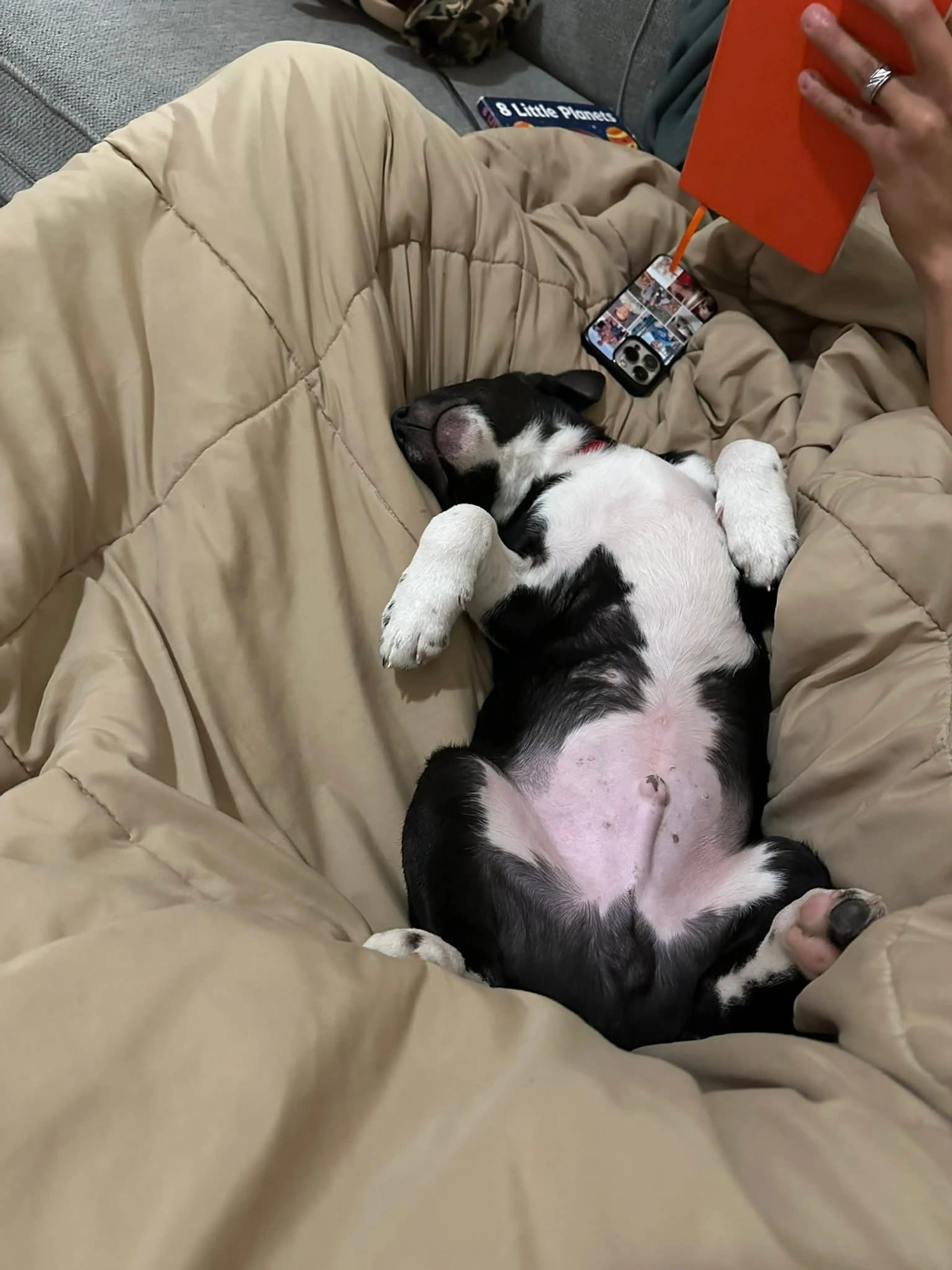 Found pet-4