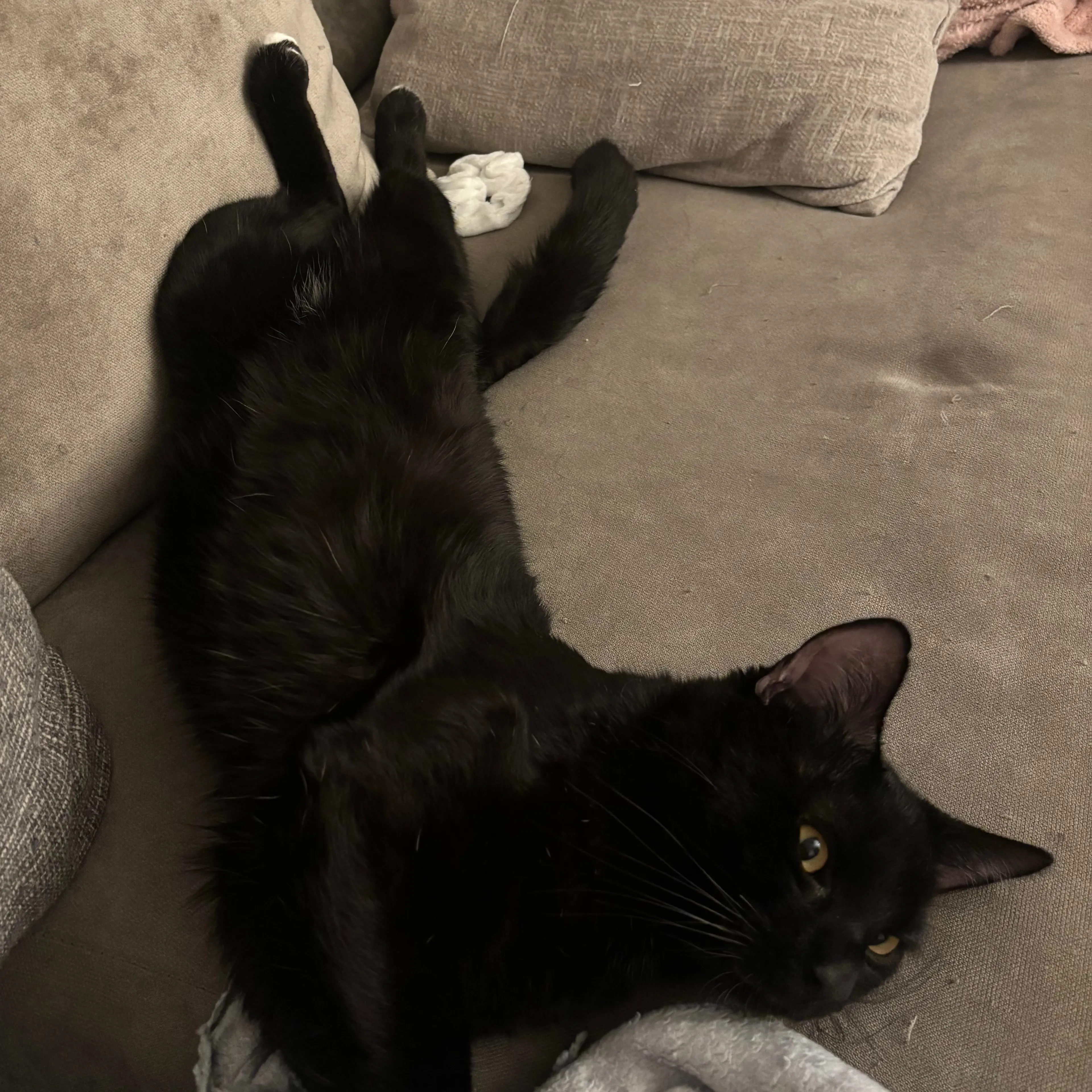 Lost pet-1