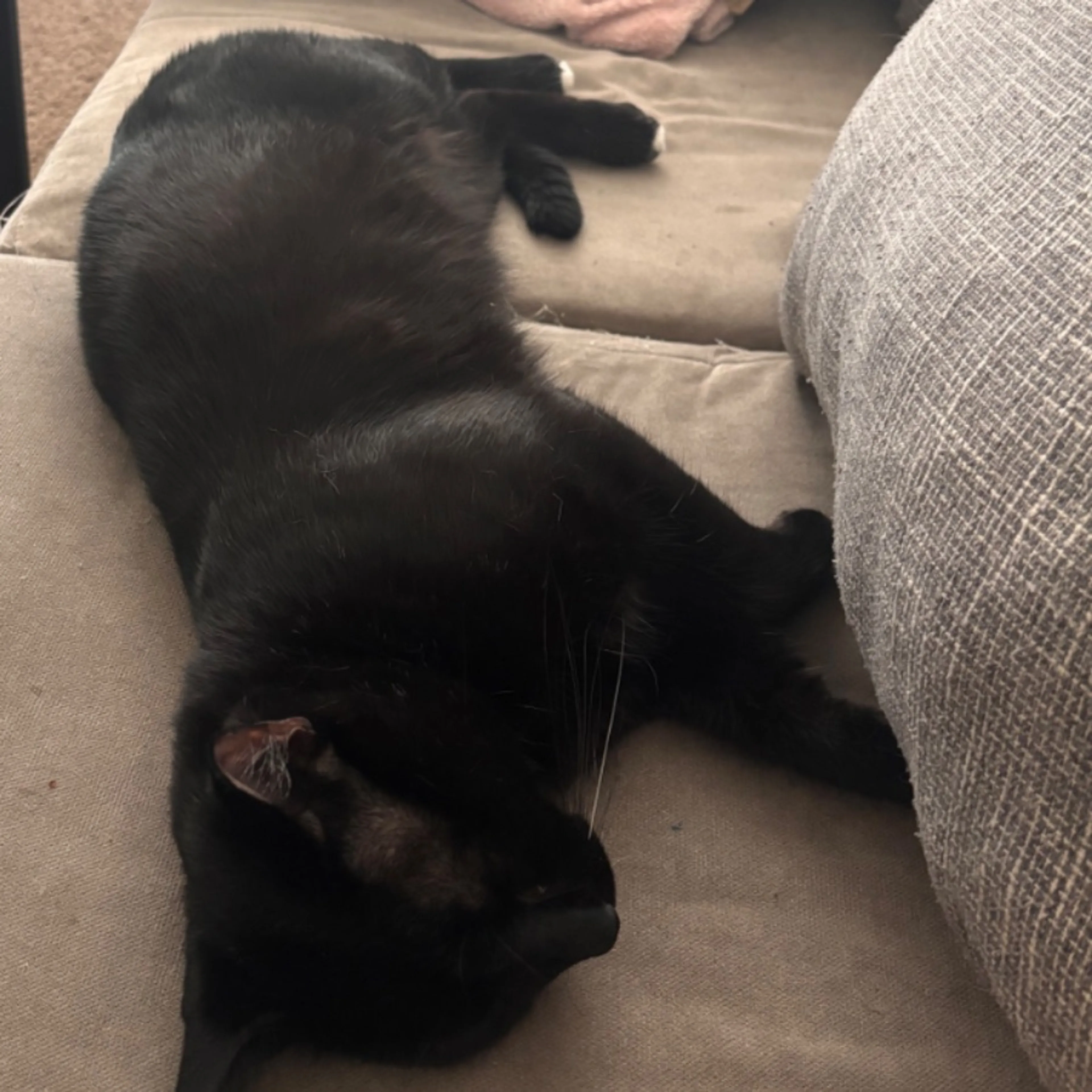Lost pet-0