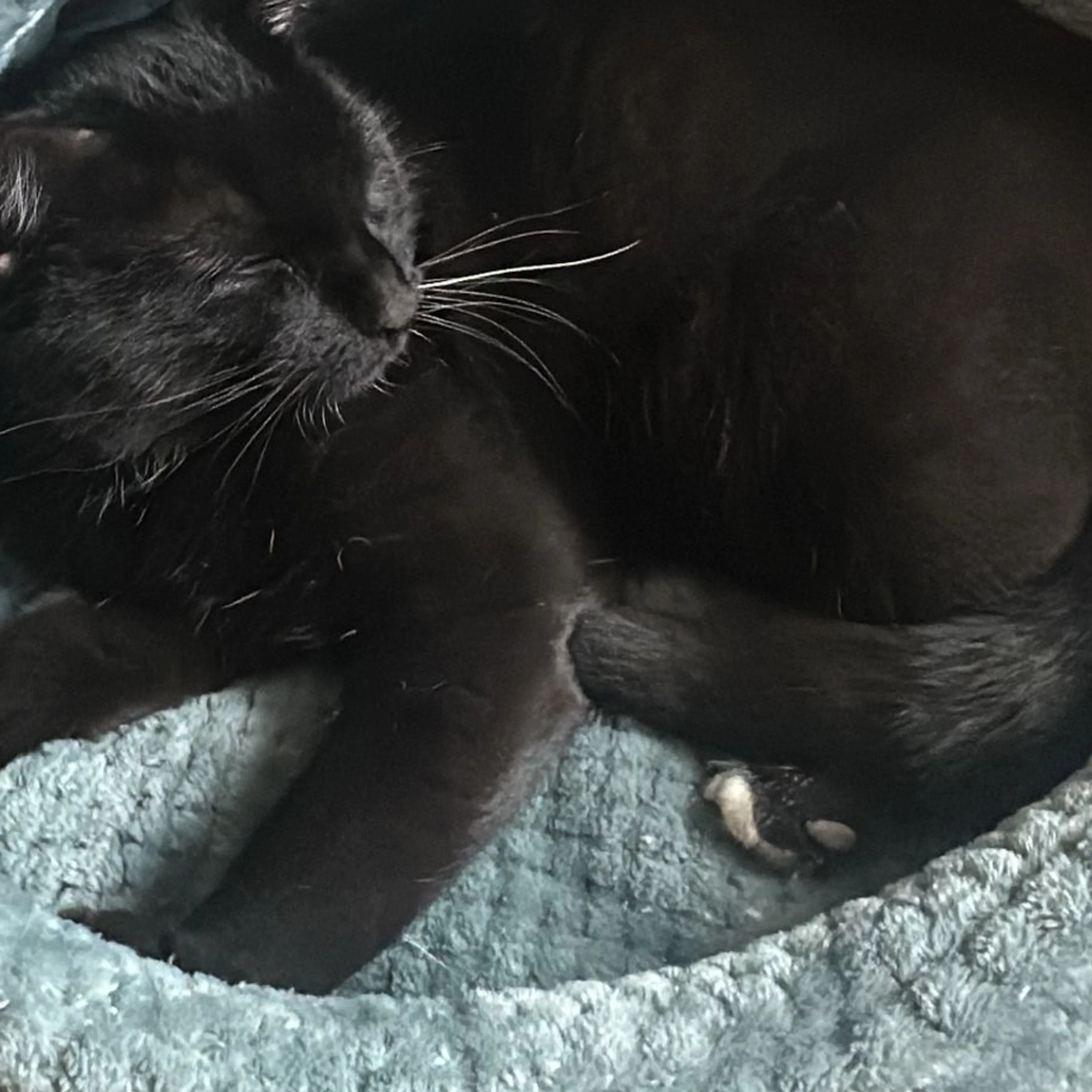 Lost pet-3