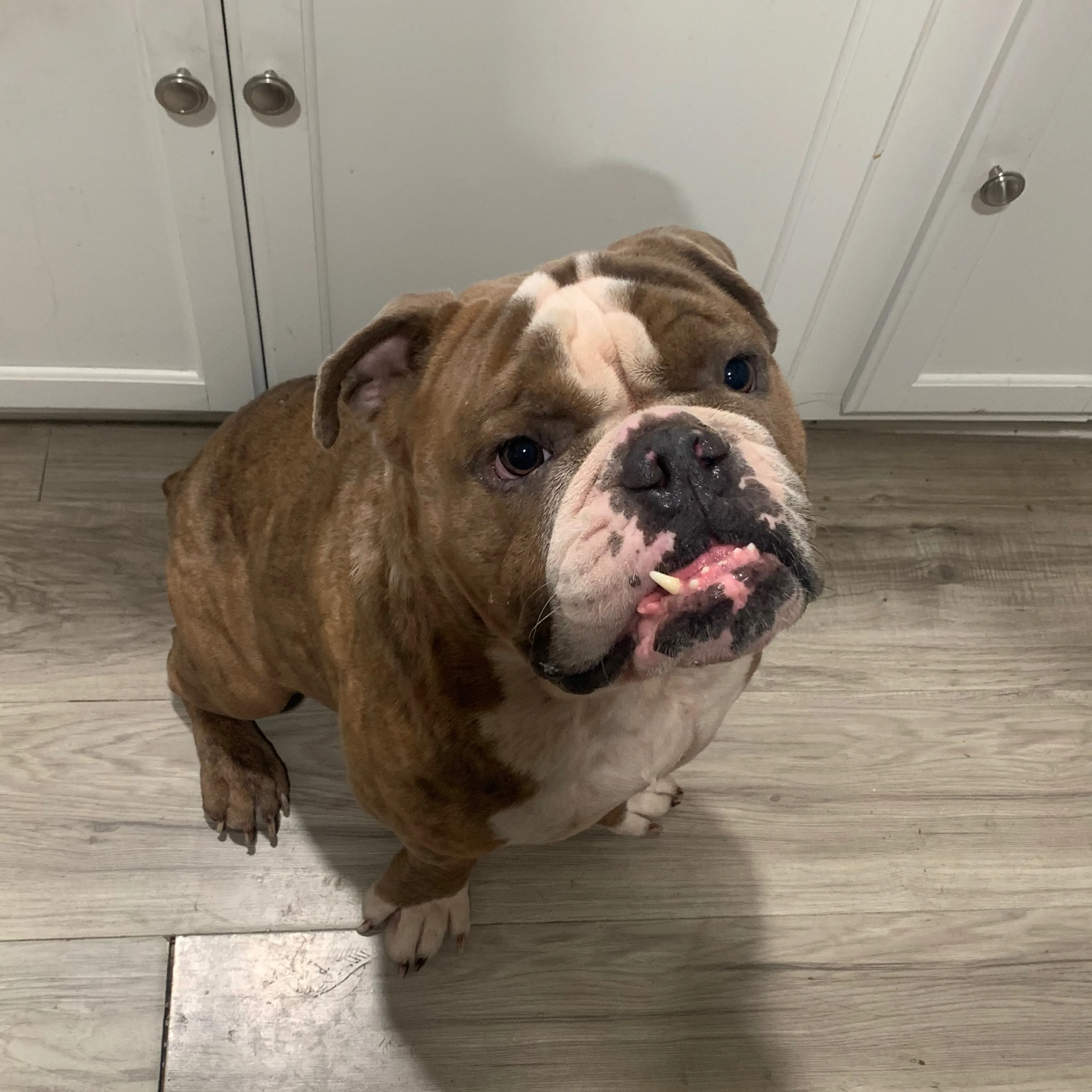 Lost pet-2