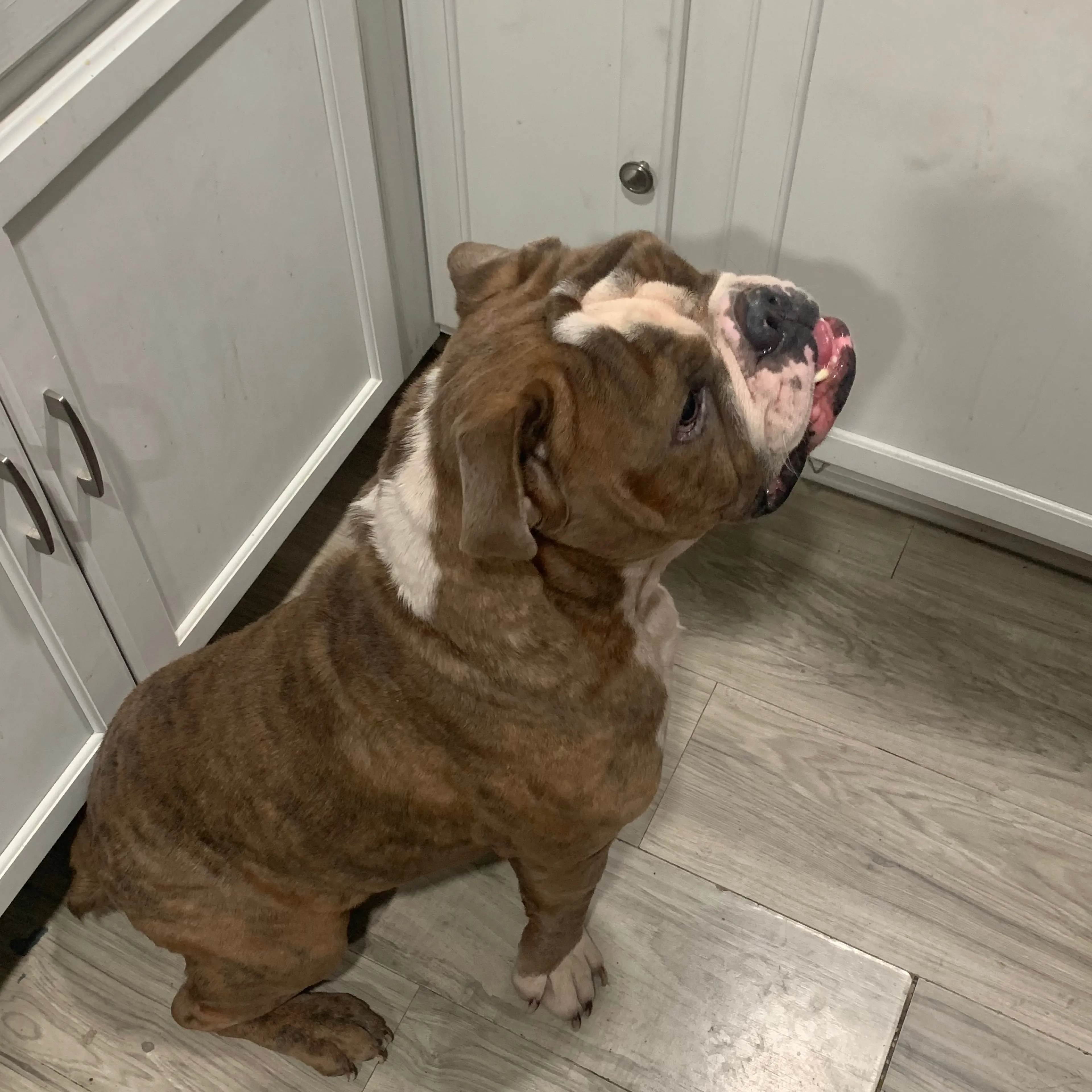 Lost pet-1