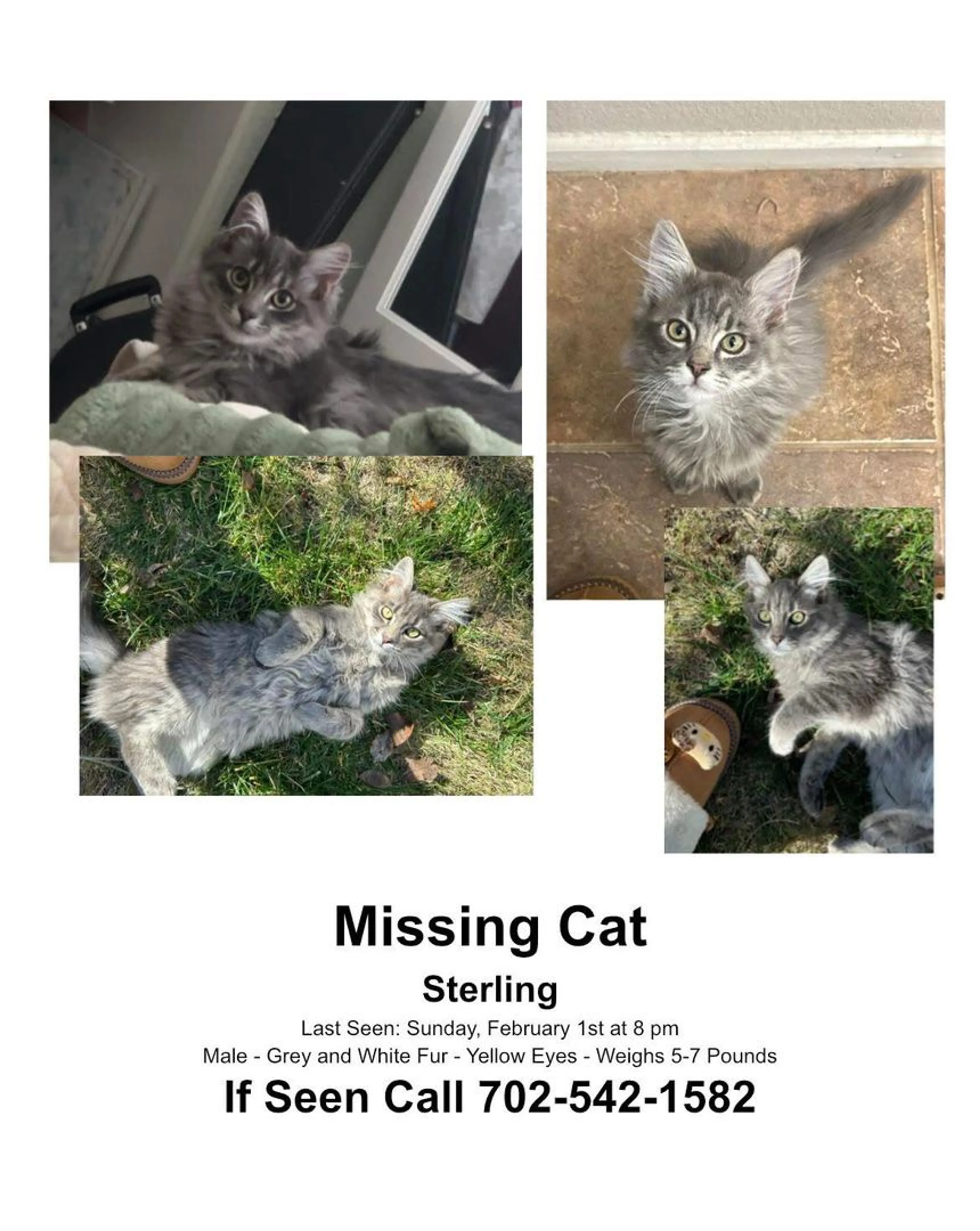 Lost pet