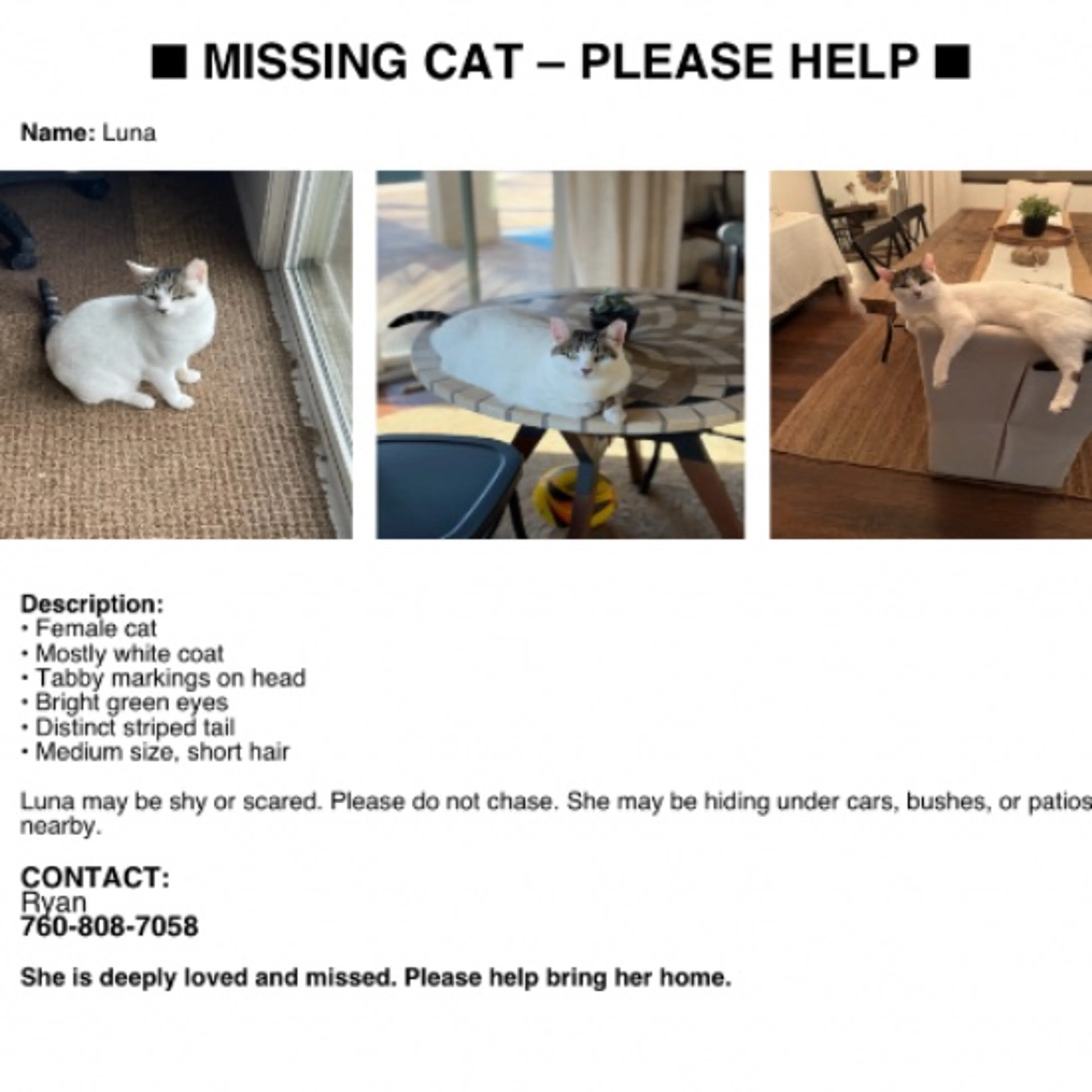 Lost pet