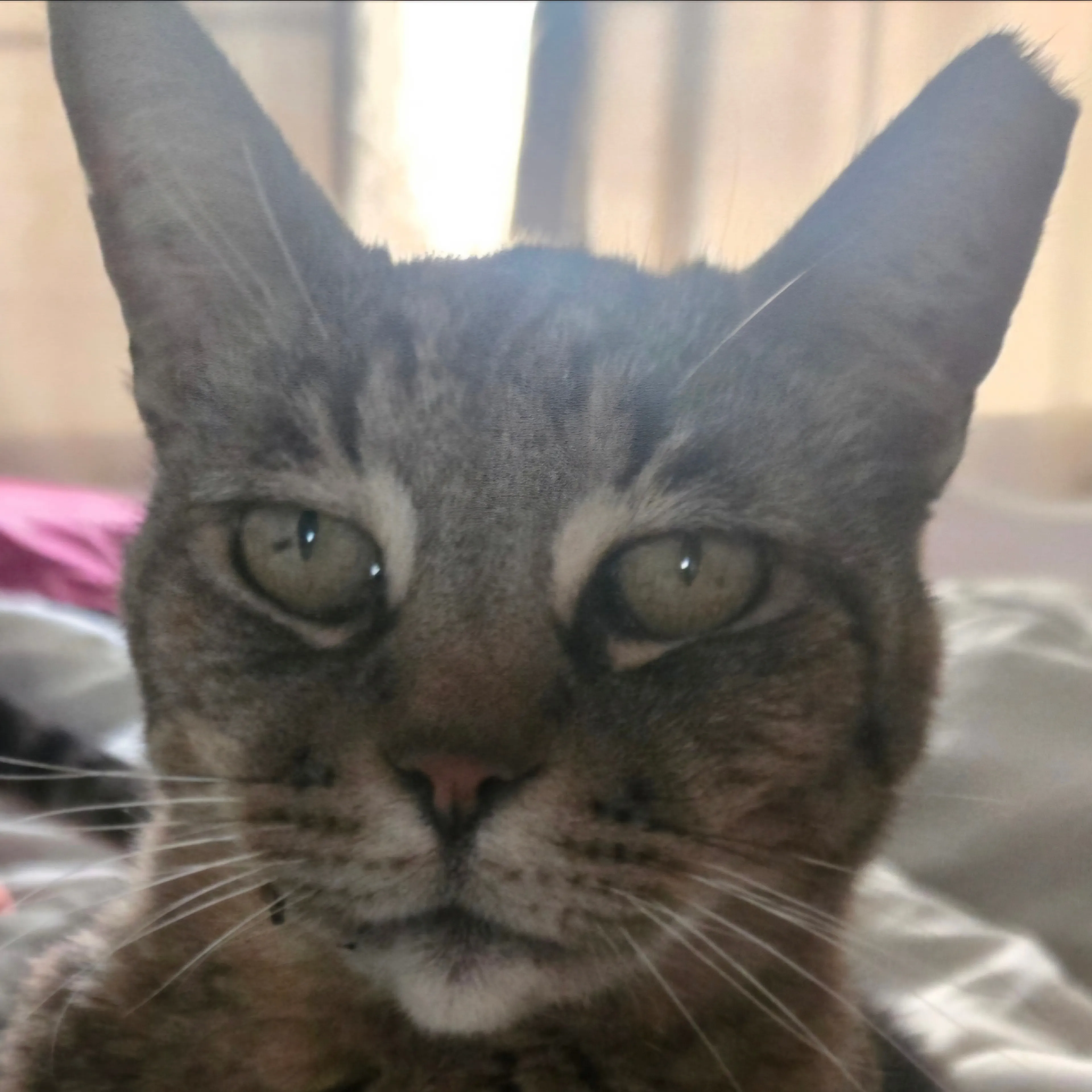 Lost pet-1