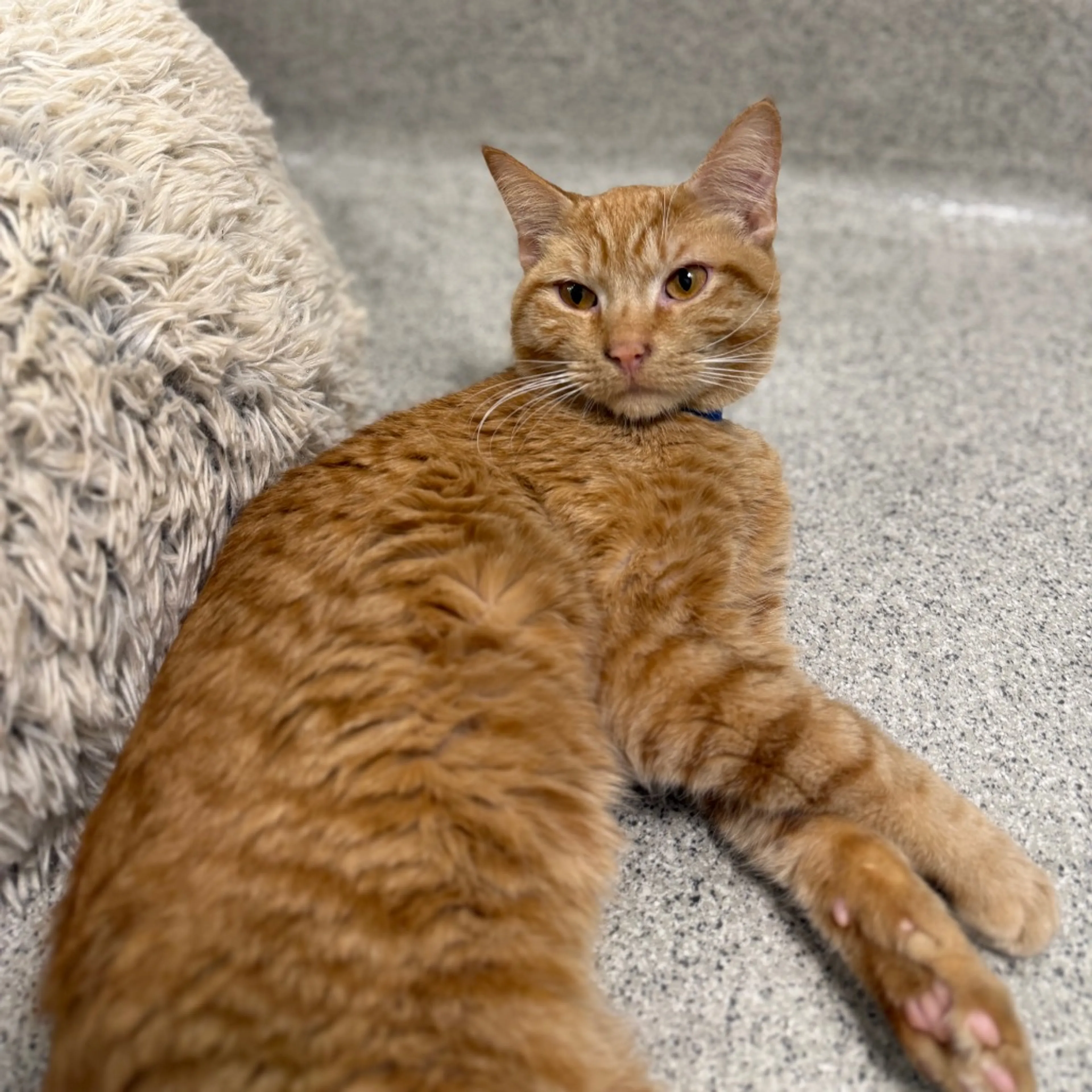 Found pet-5