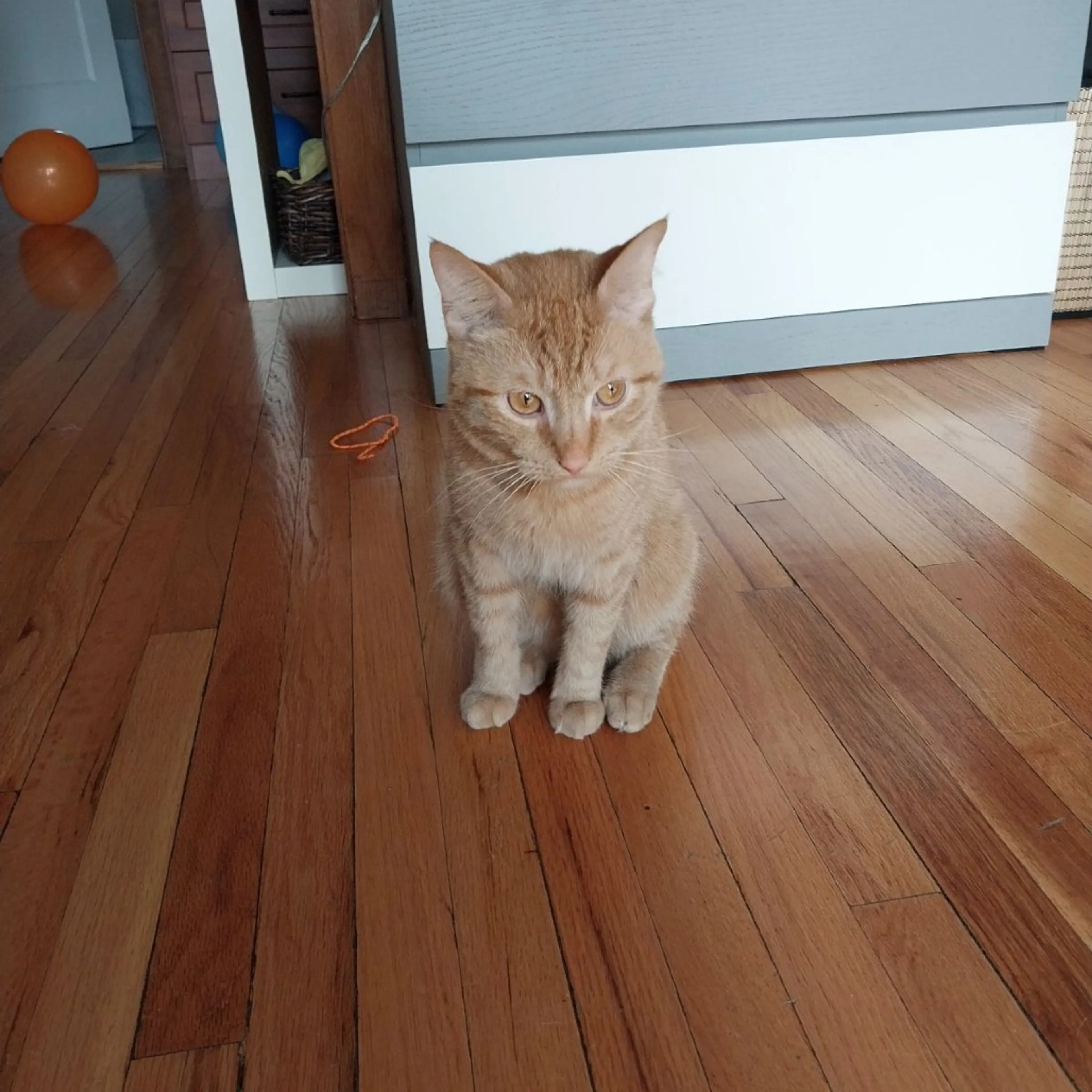 Found pet-18