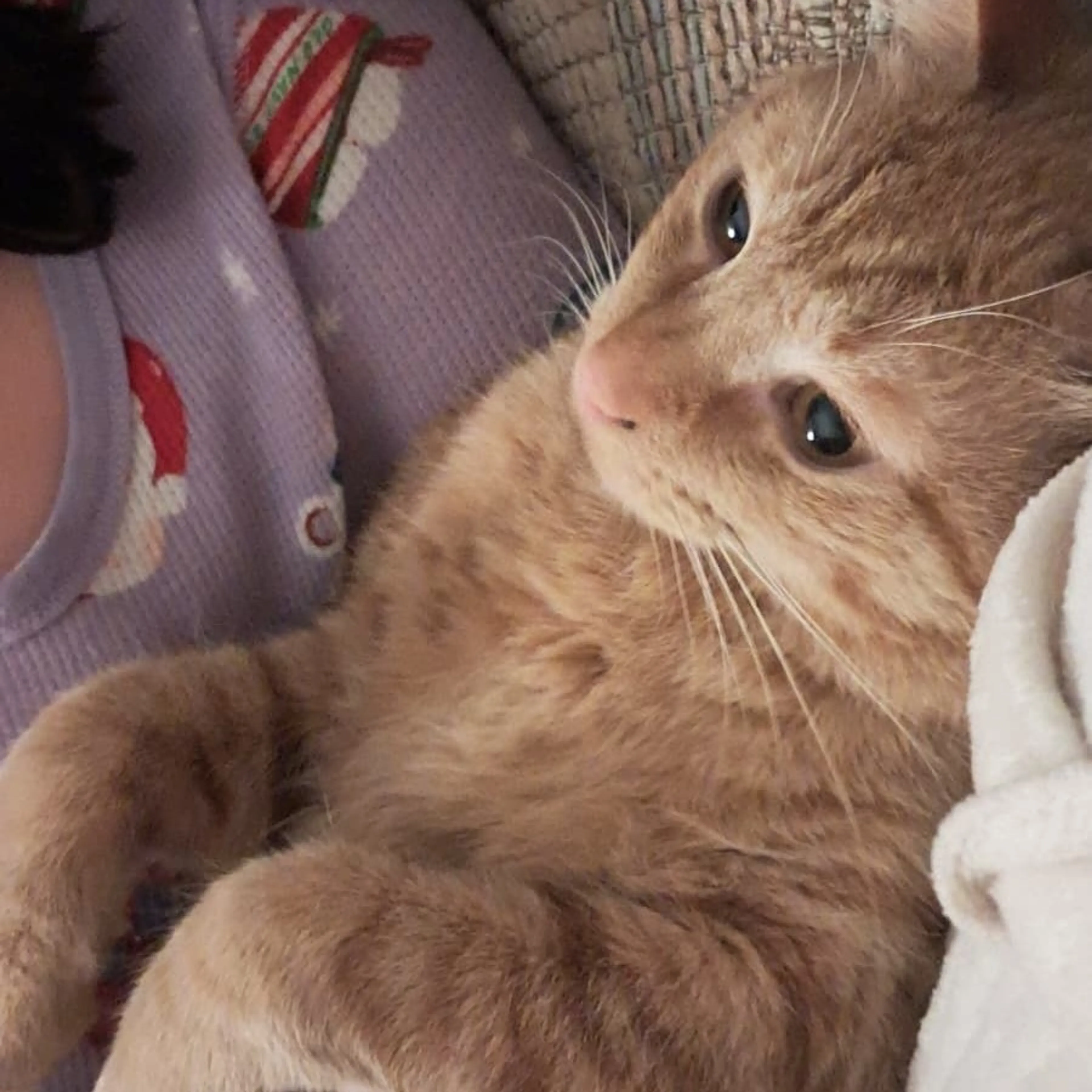 Found pet-10