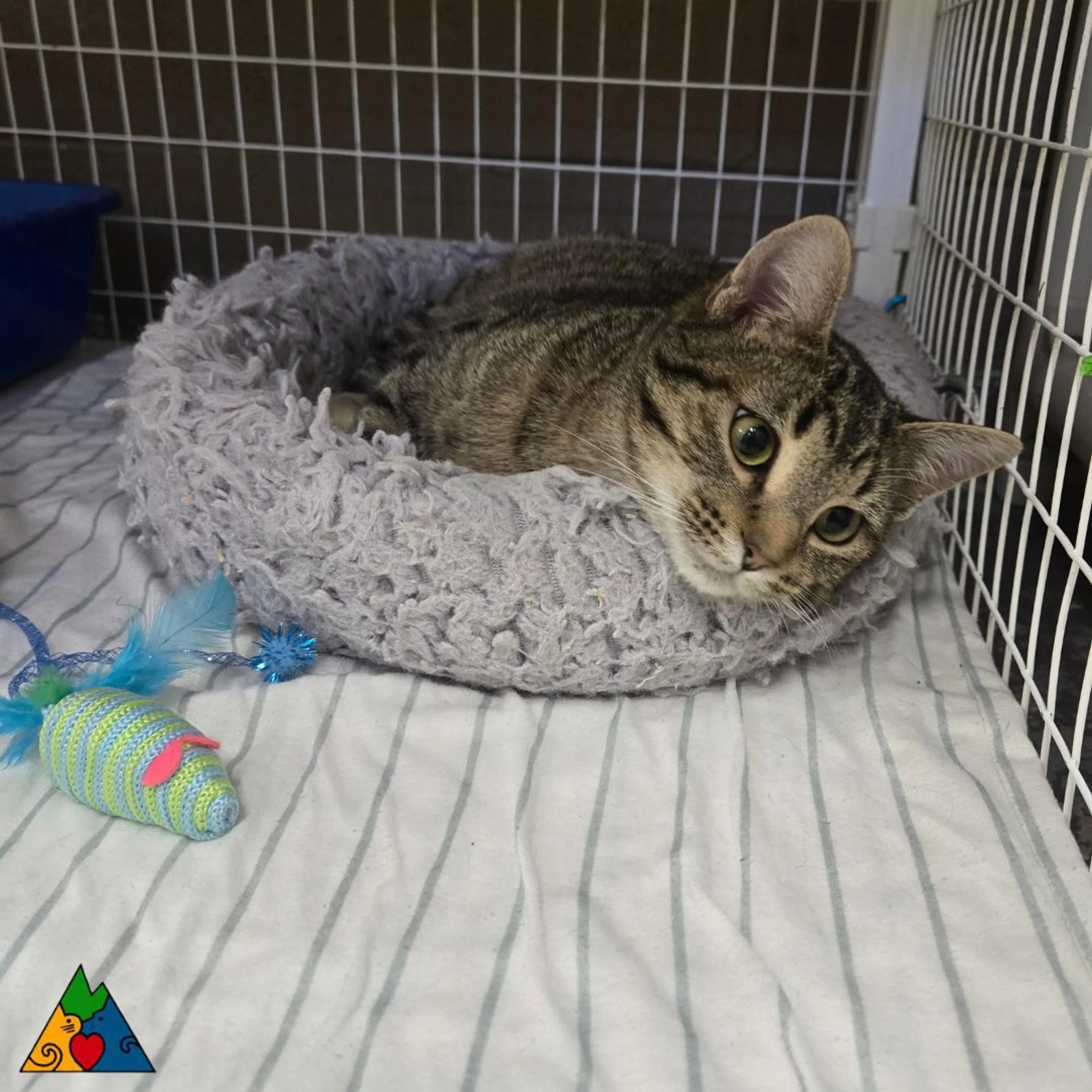 Found pet-1