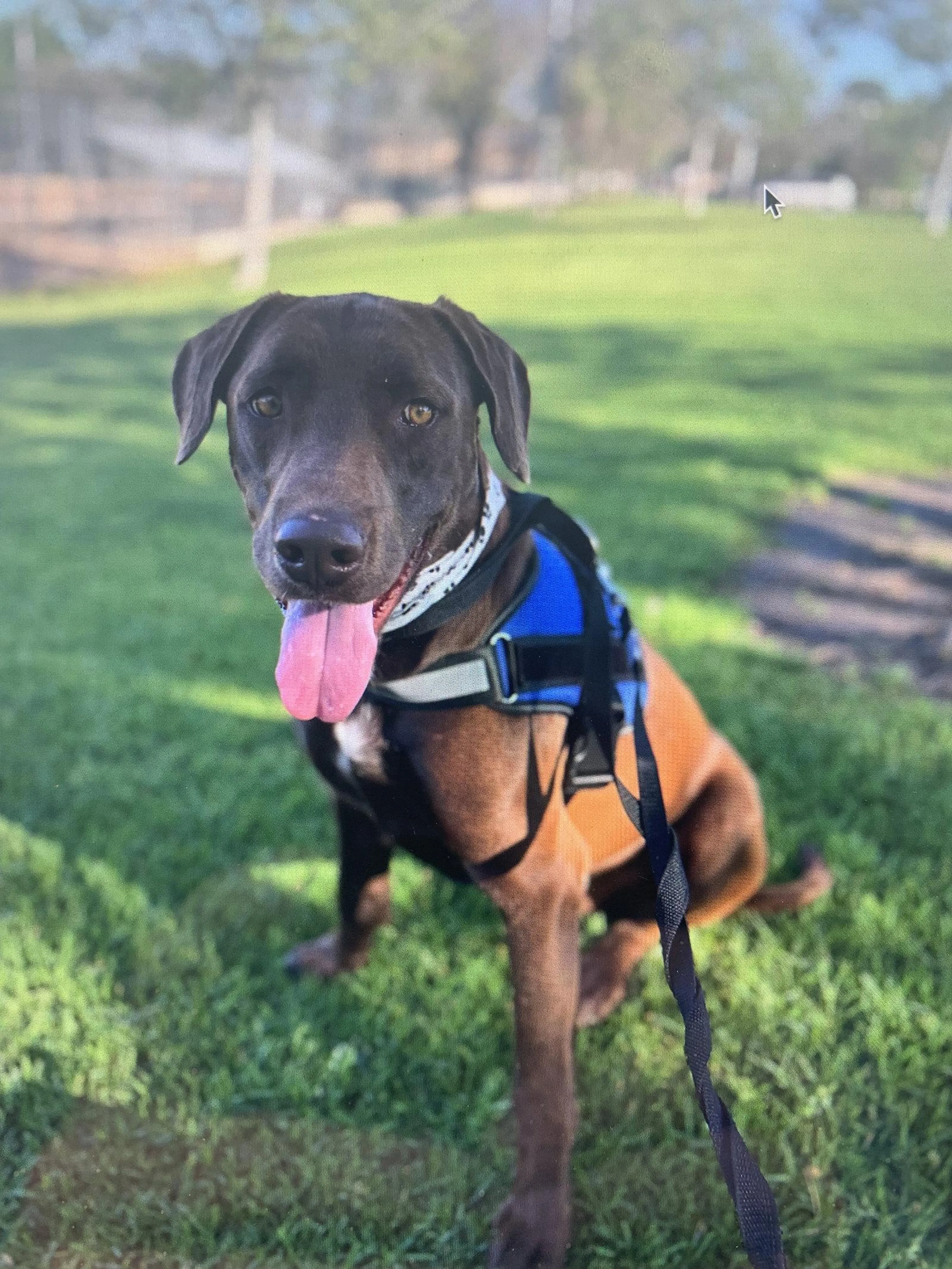 Found pet-1