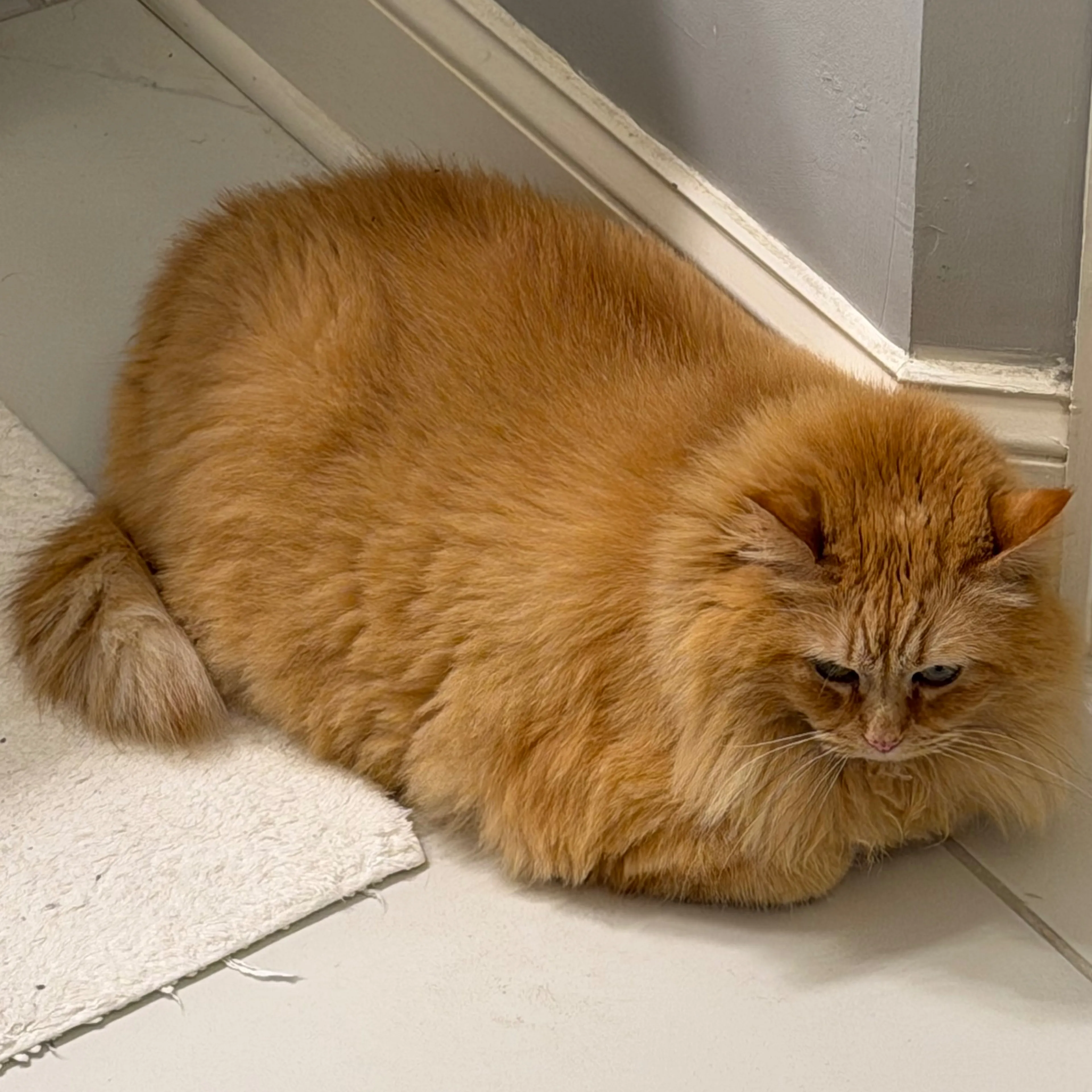 Lost pet-1