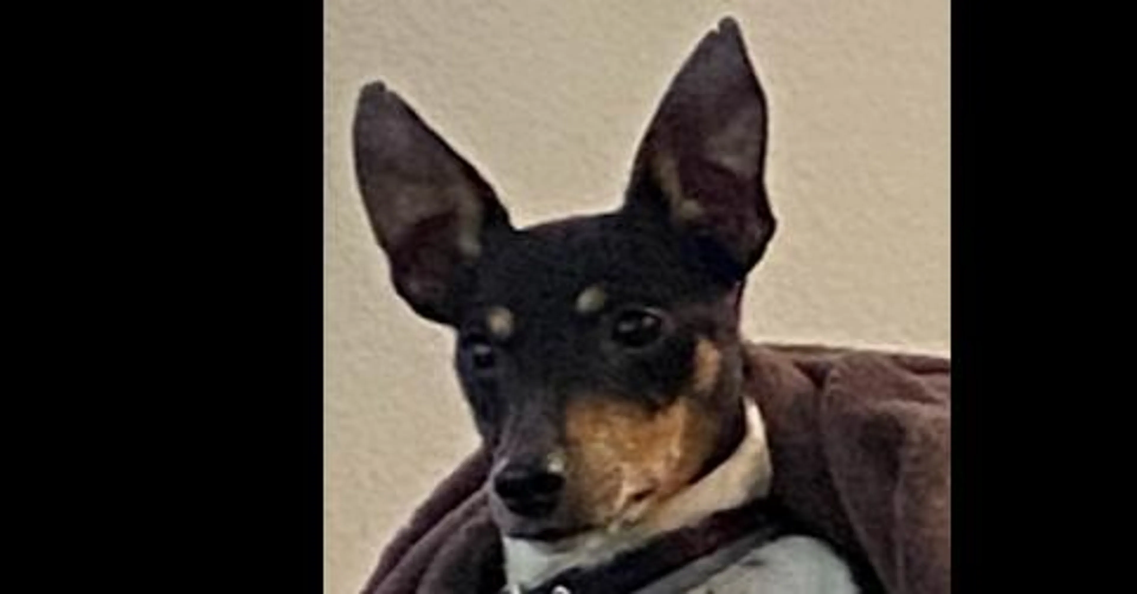 Found pet-2