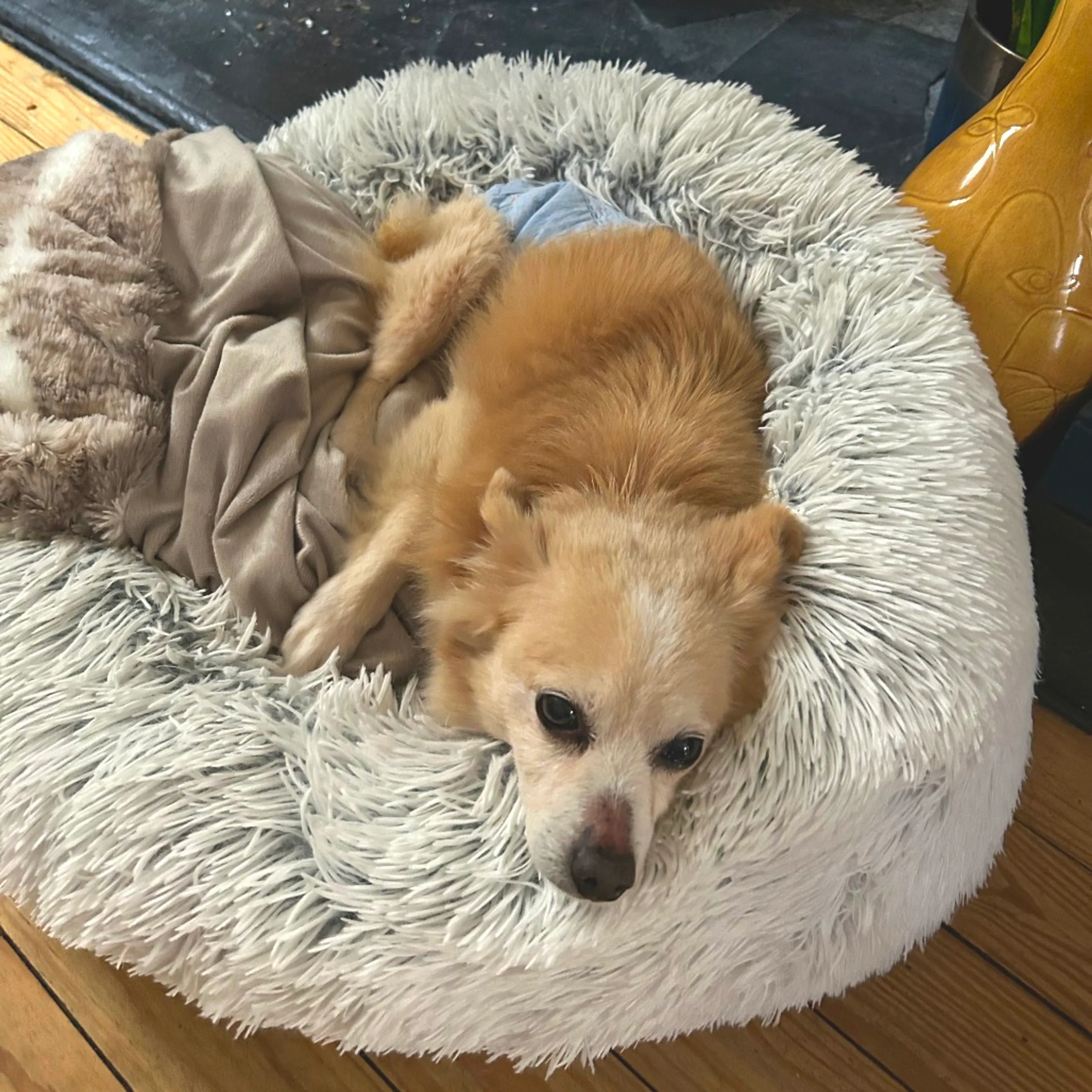 Found pet-26