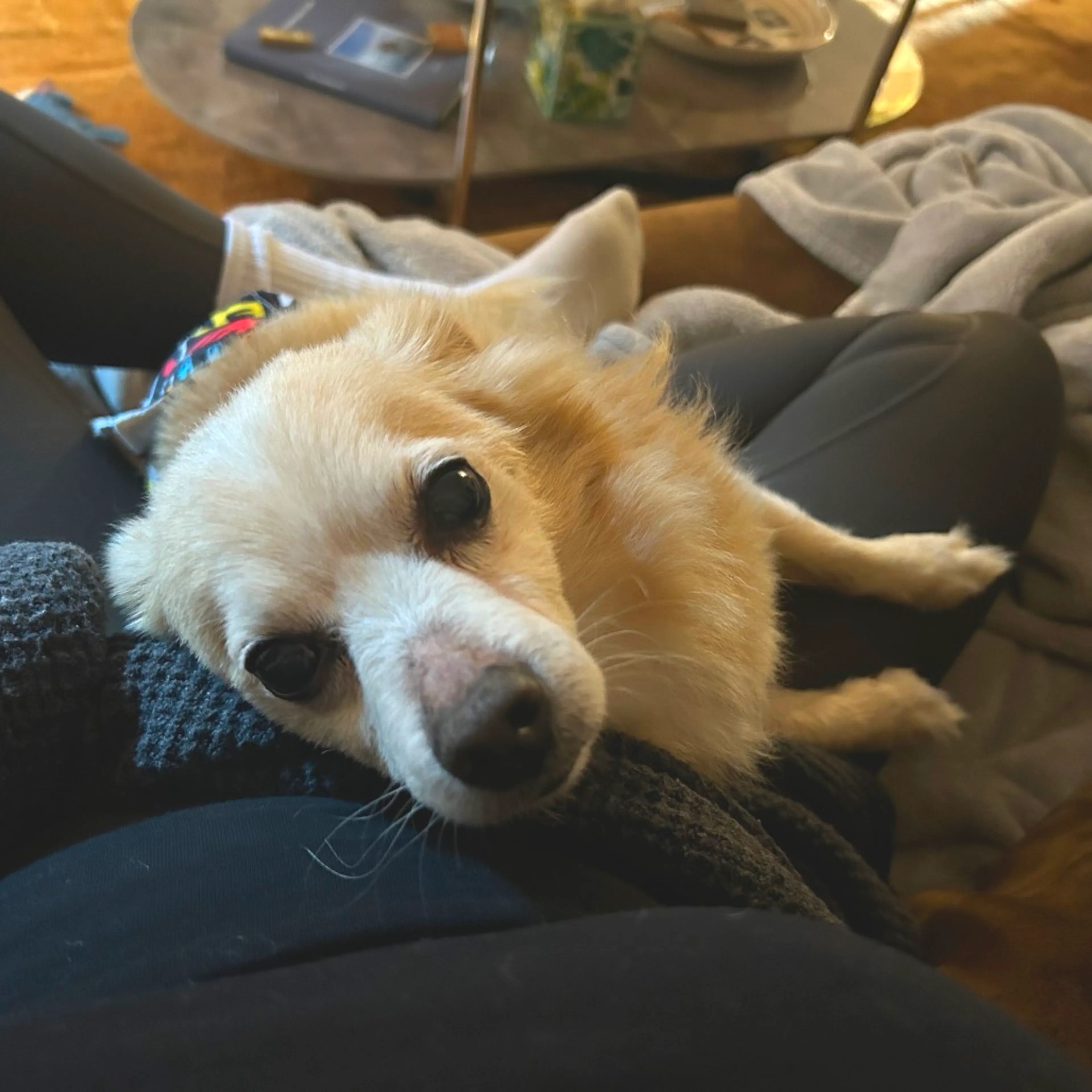Found pet-14