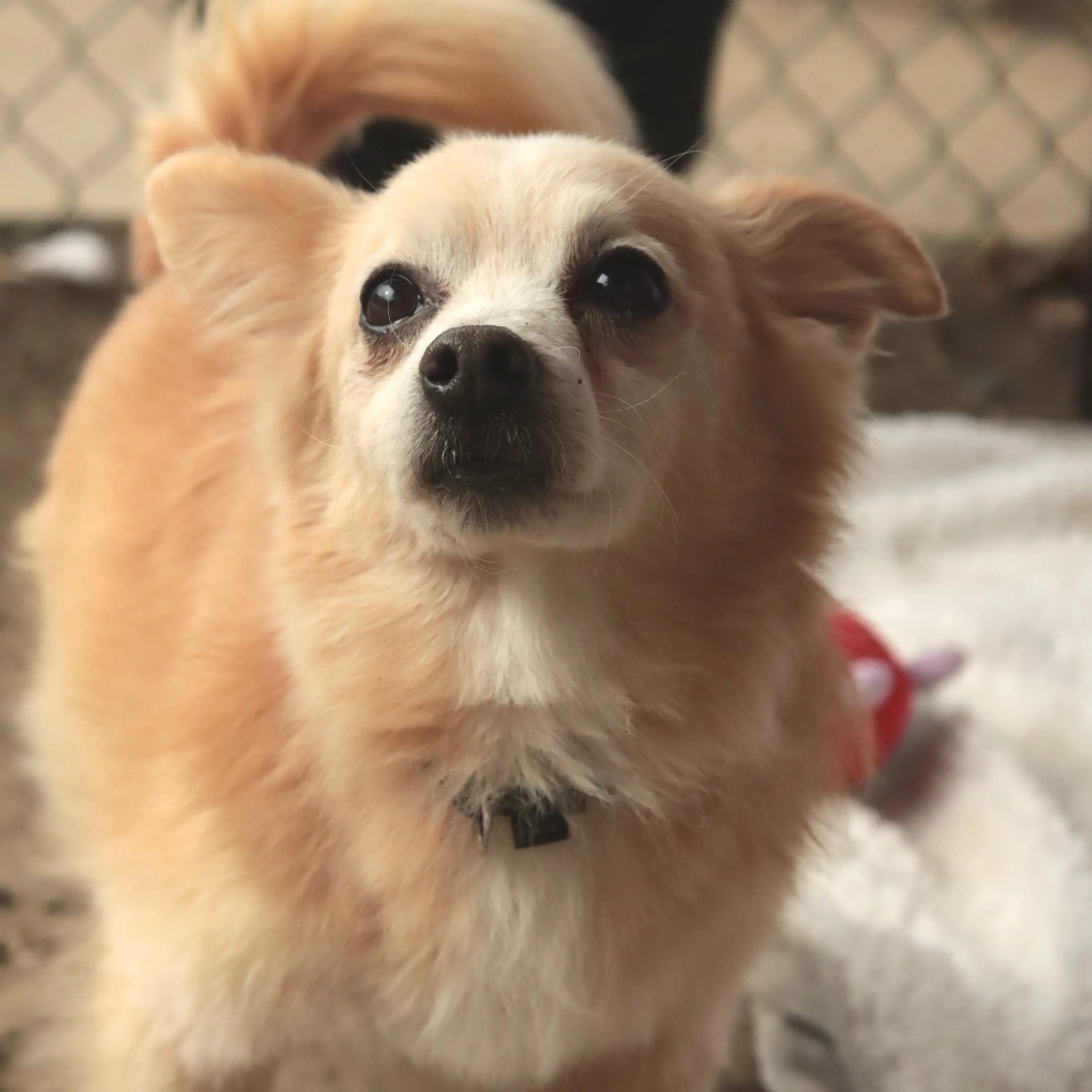 Found pet-22