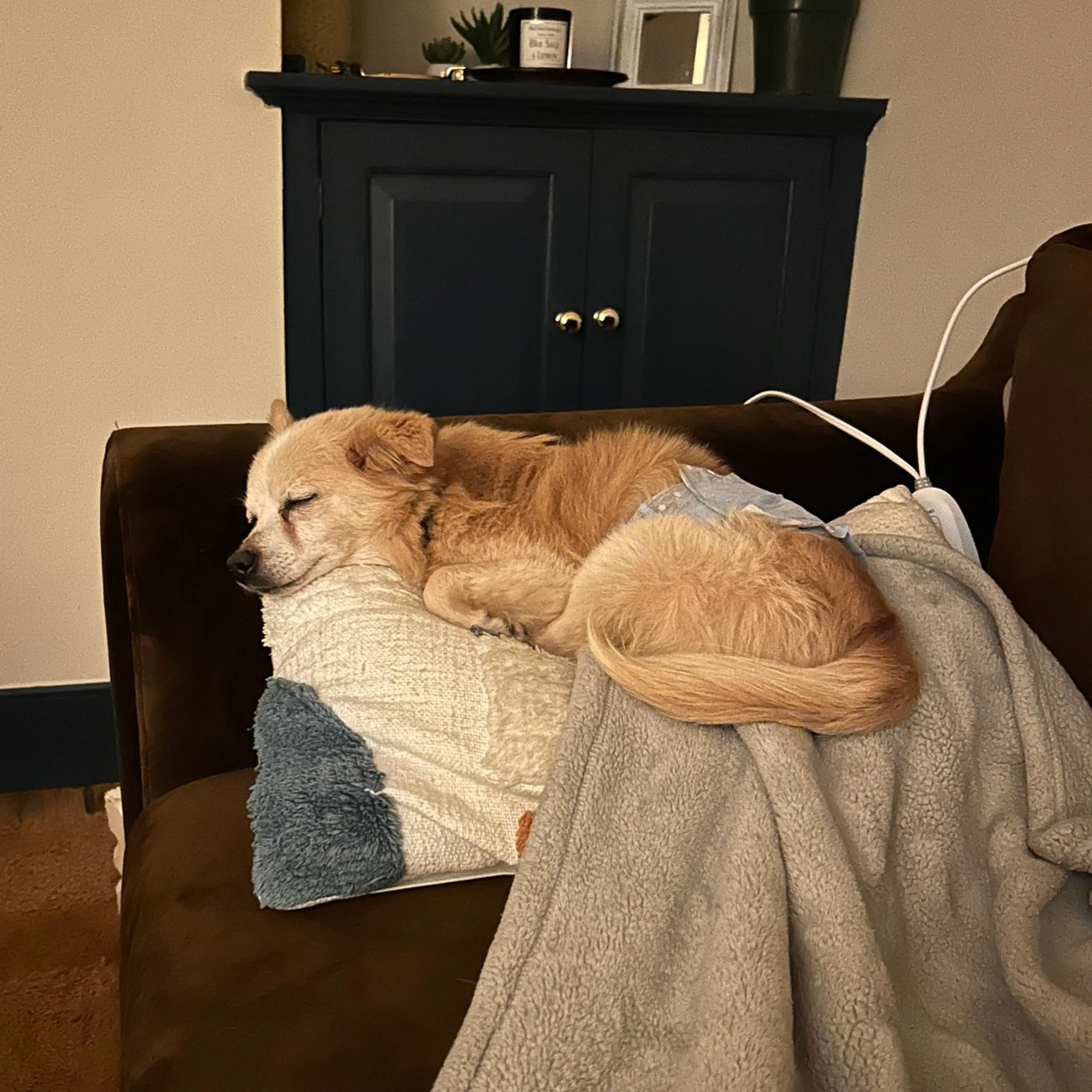 Found pet-40