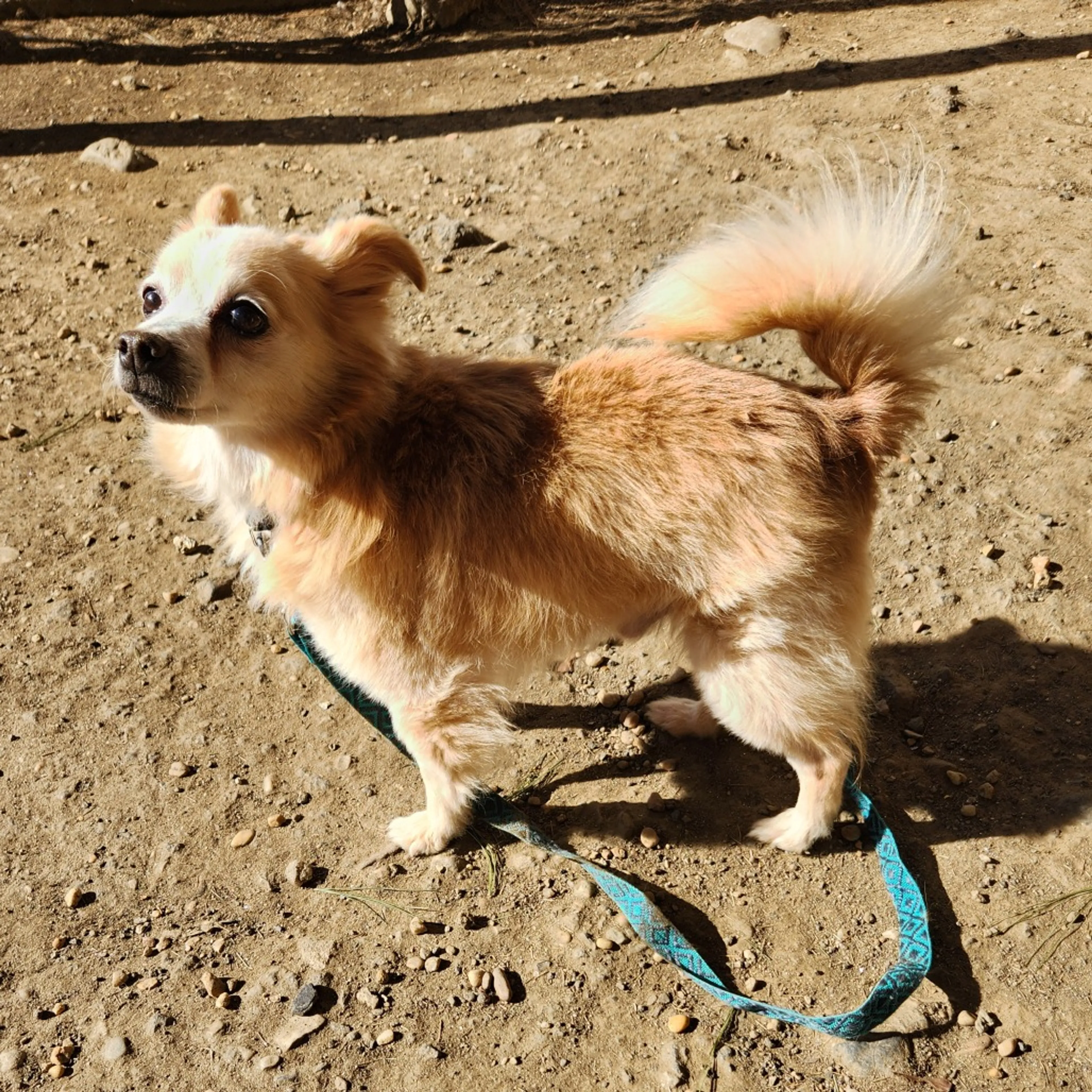 Found pet-34
