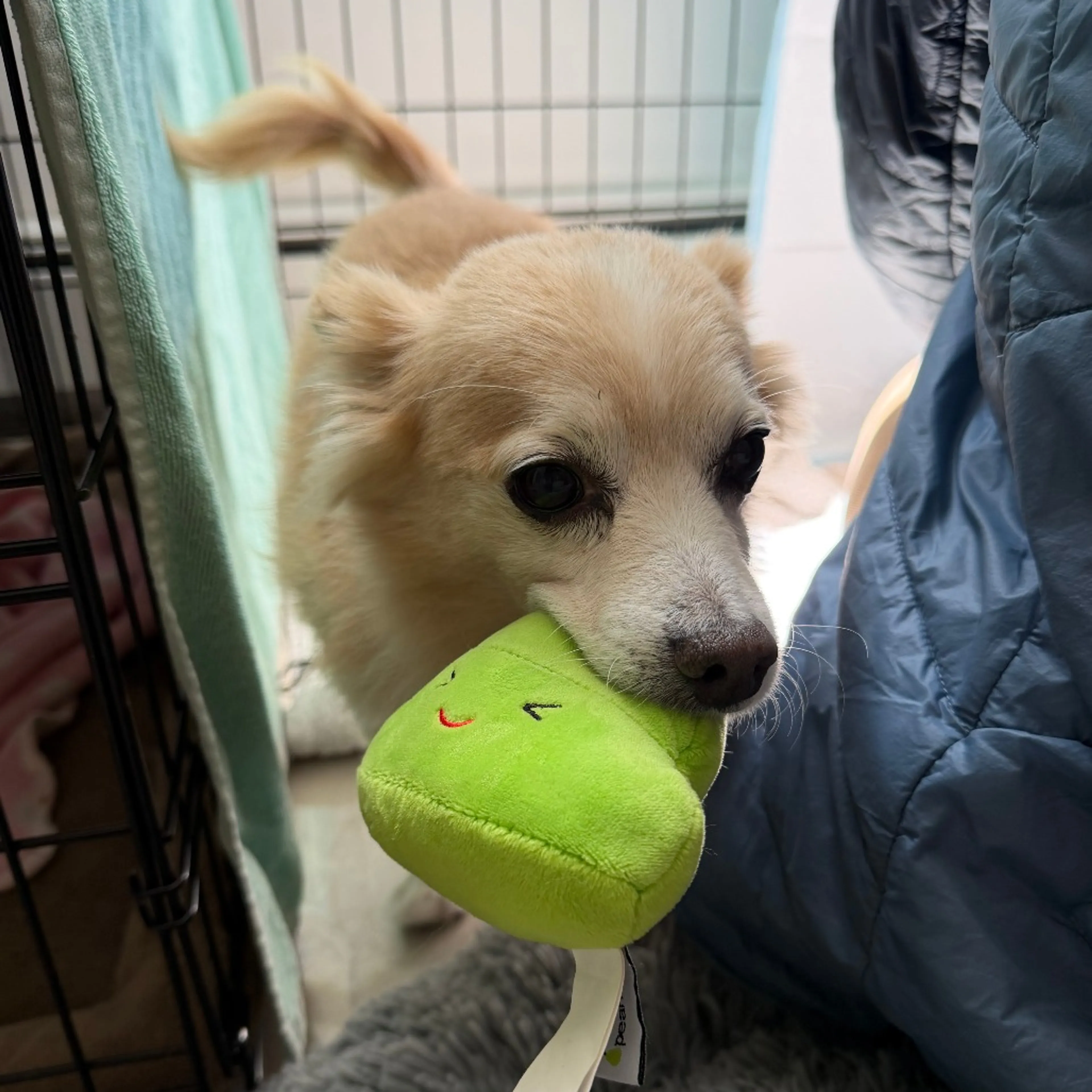 Found pet-23