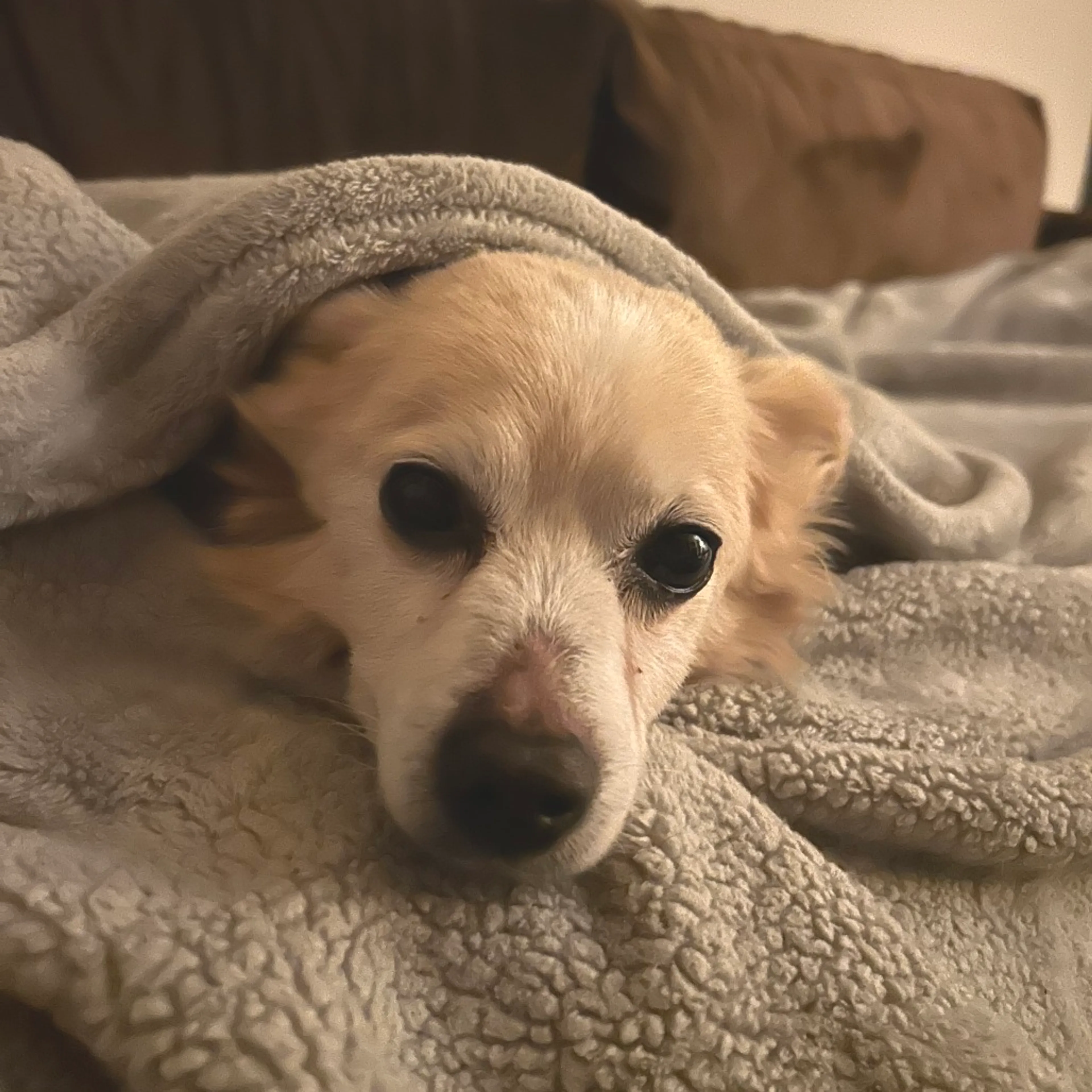 Found pet-29