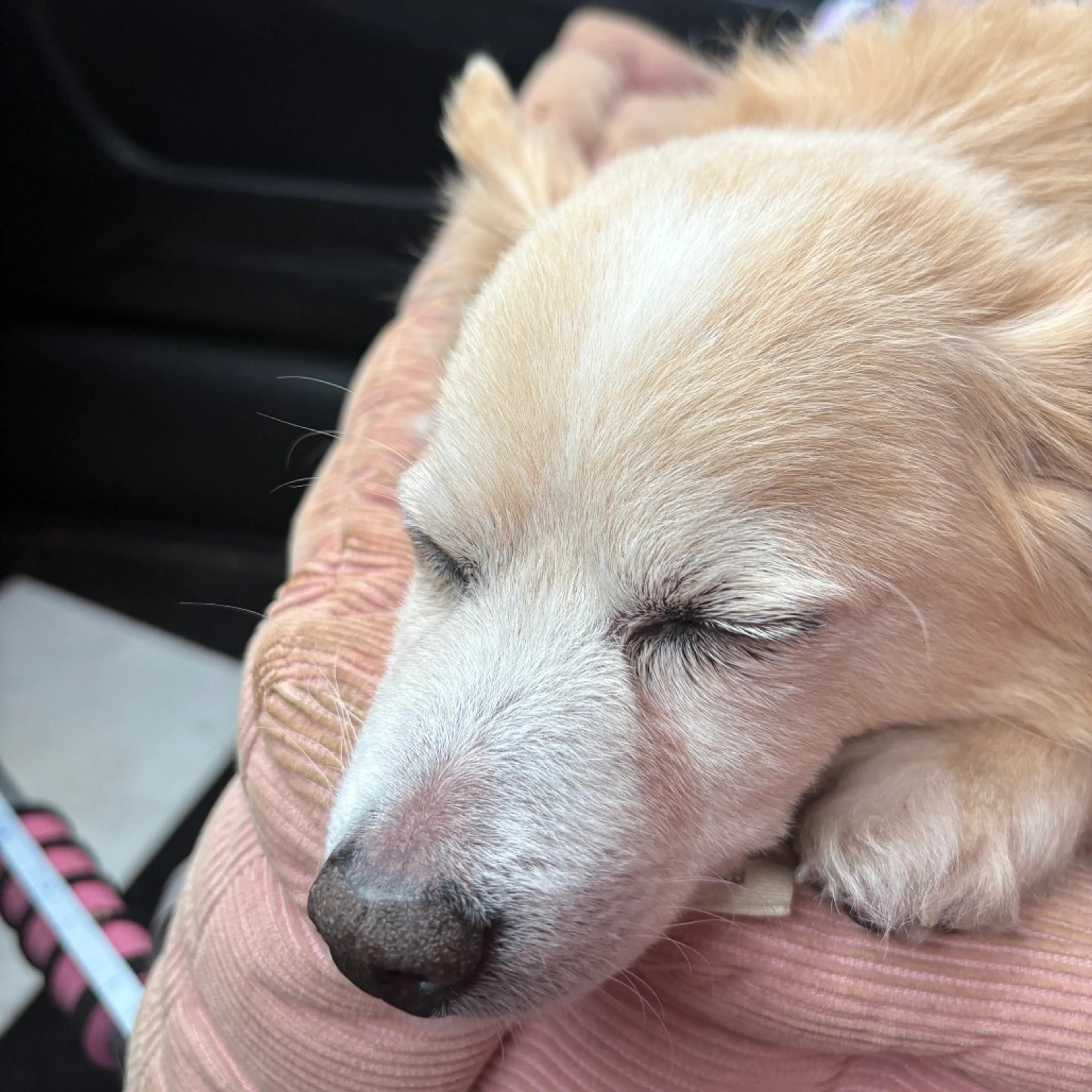 Found pet-44