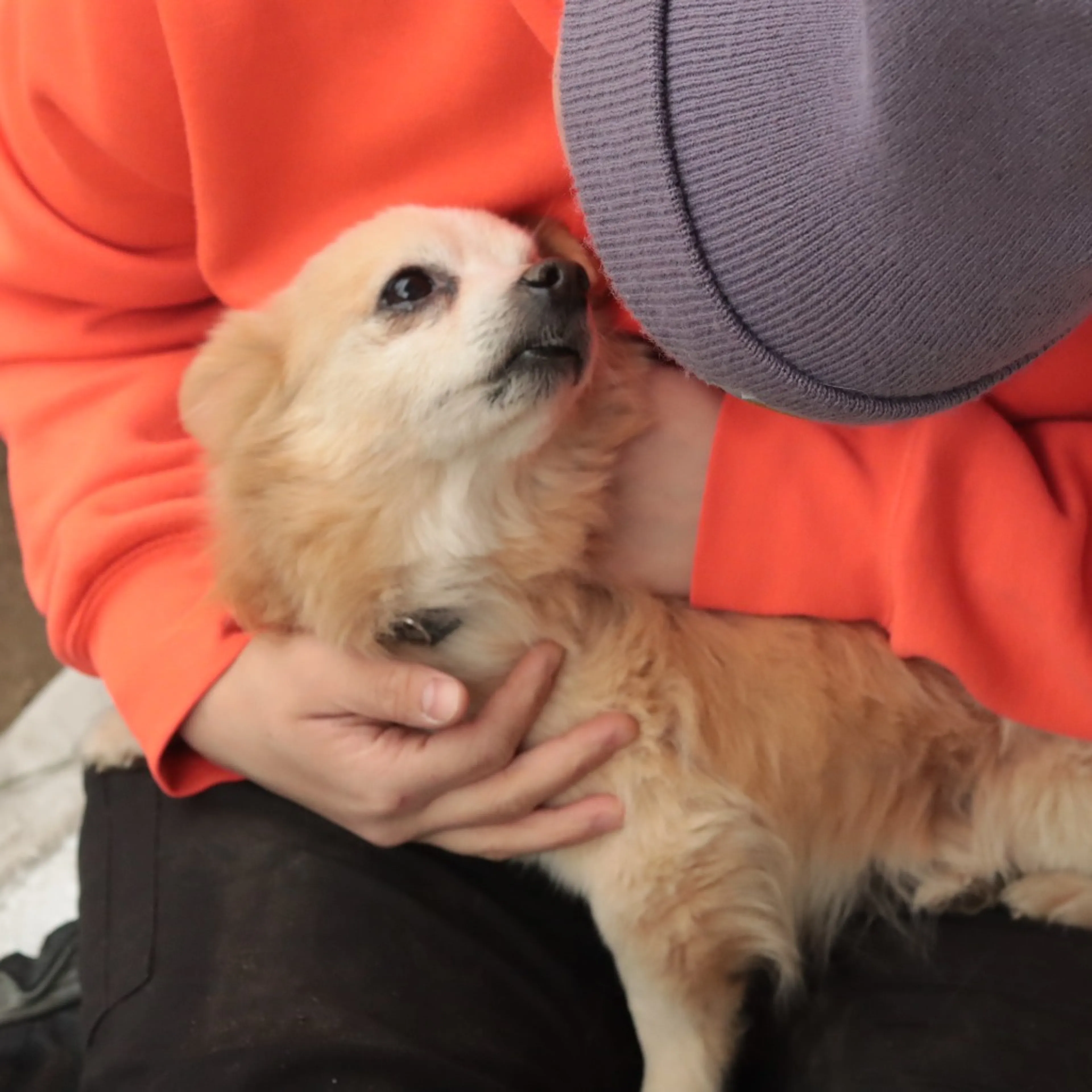 Found pet-37