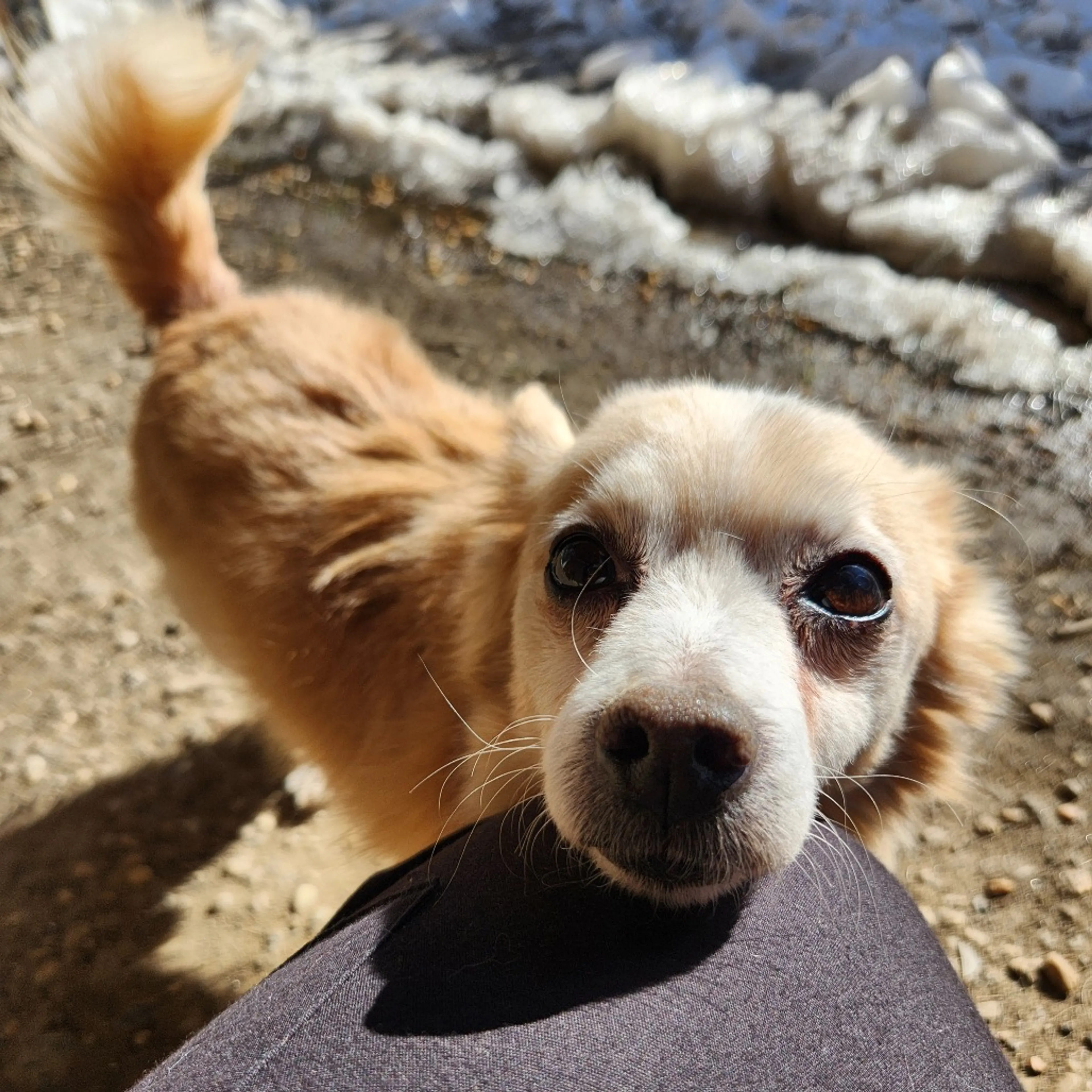 Found pet-31
