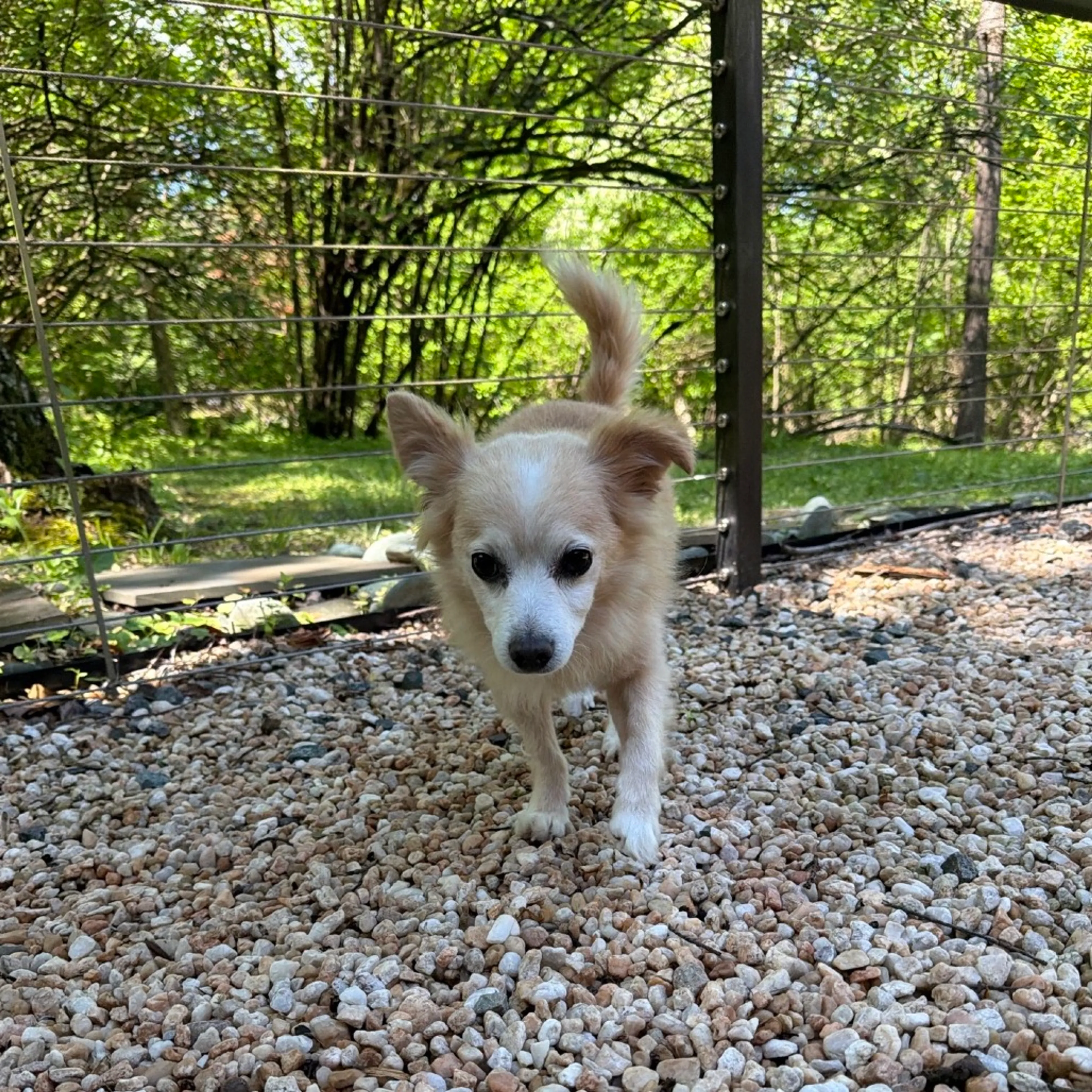 Found pet-42