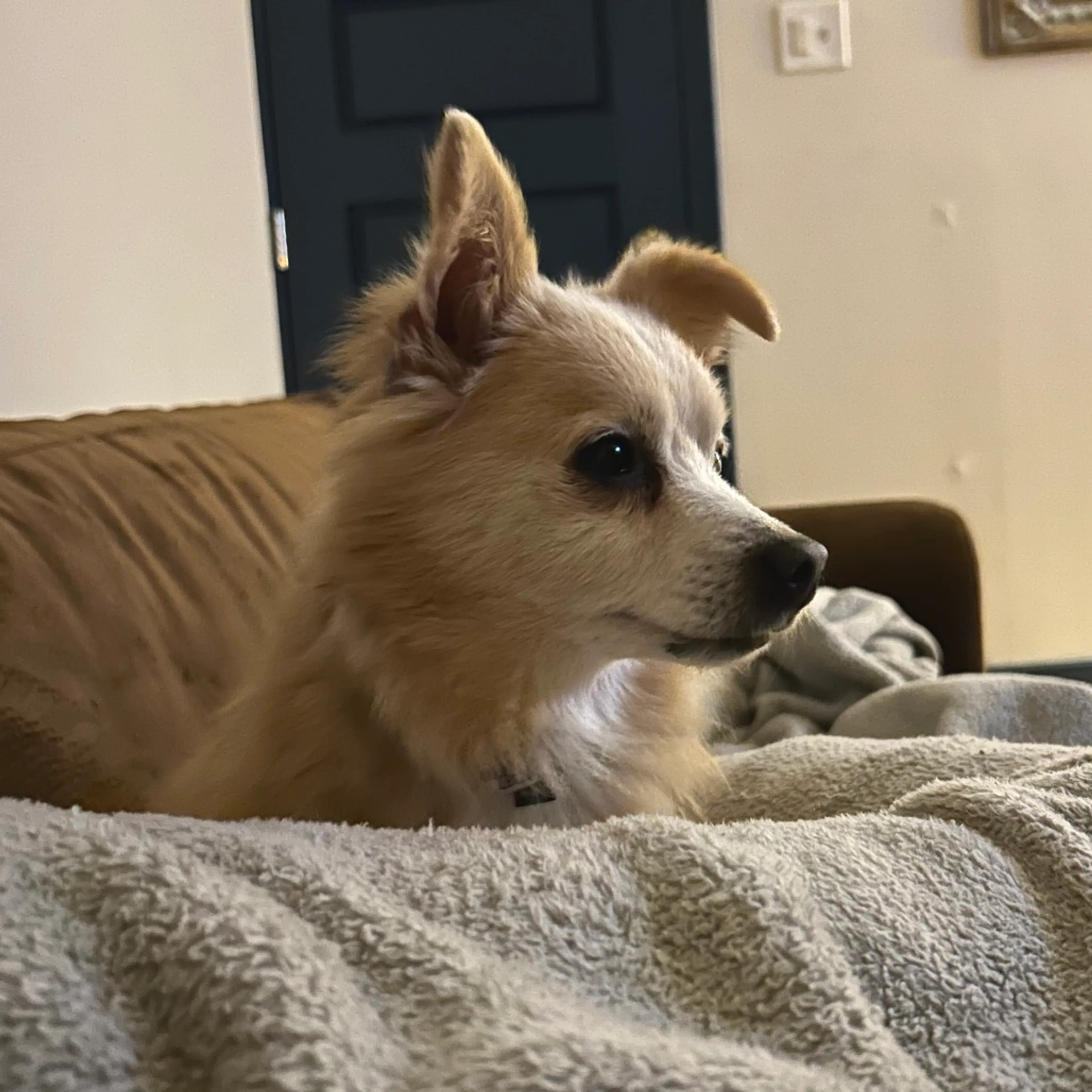 Found pet-28