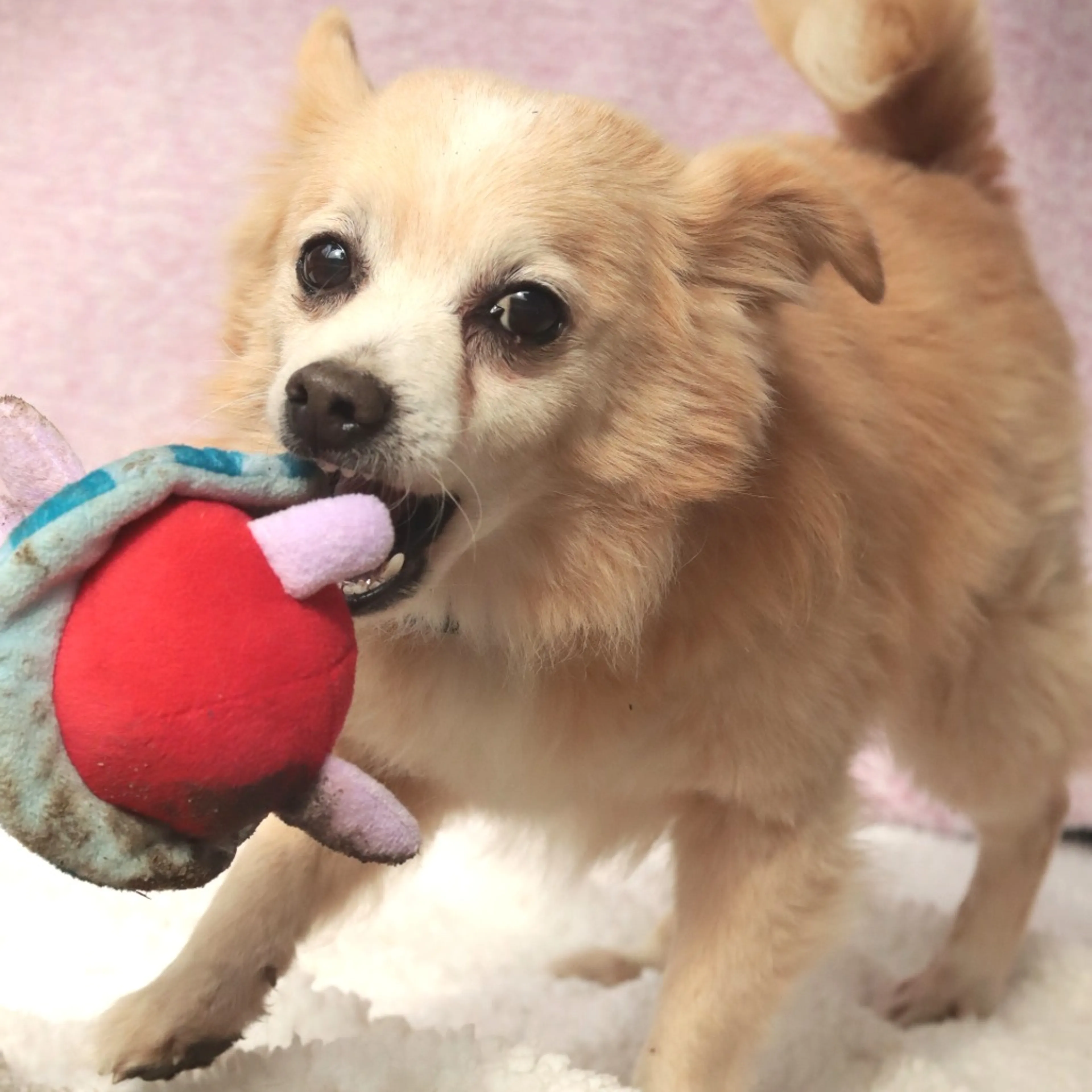 Found pet-3