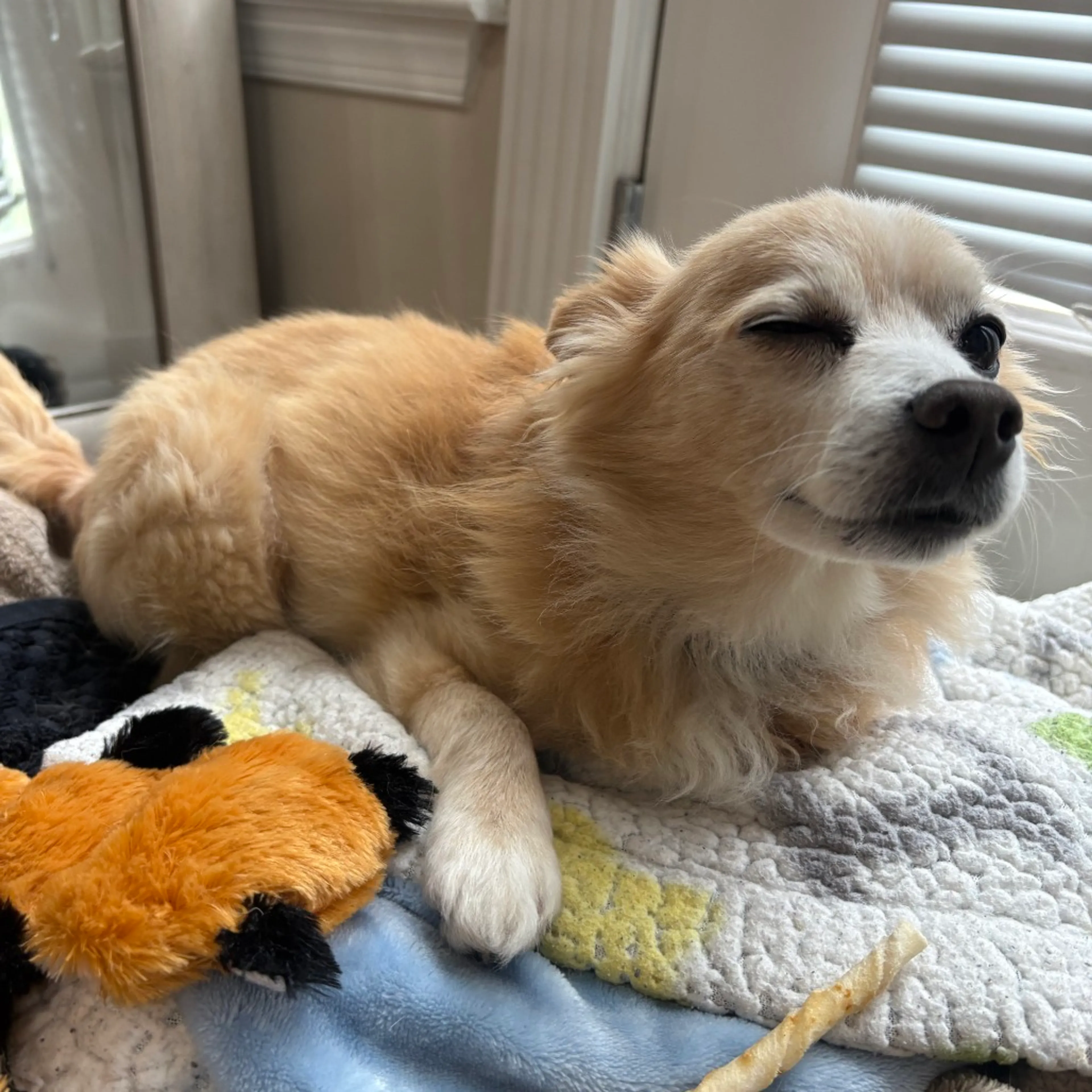 Found pet-20