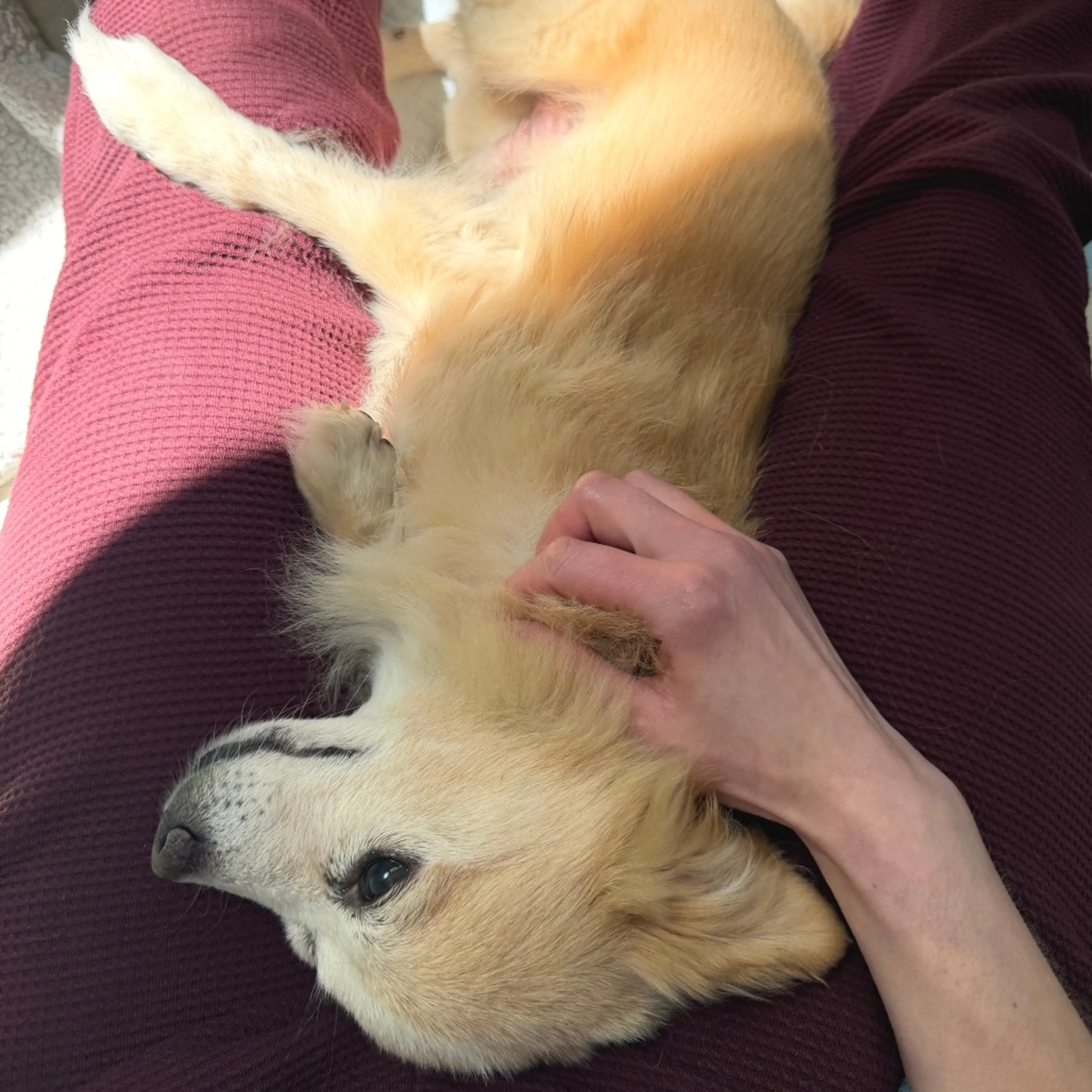 Found pet-5