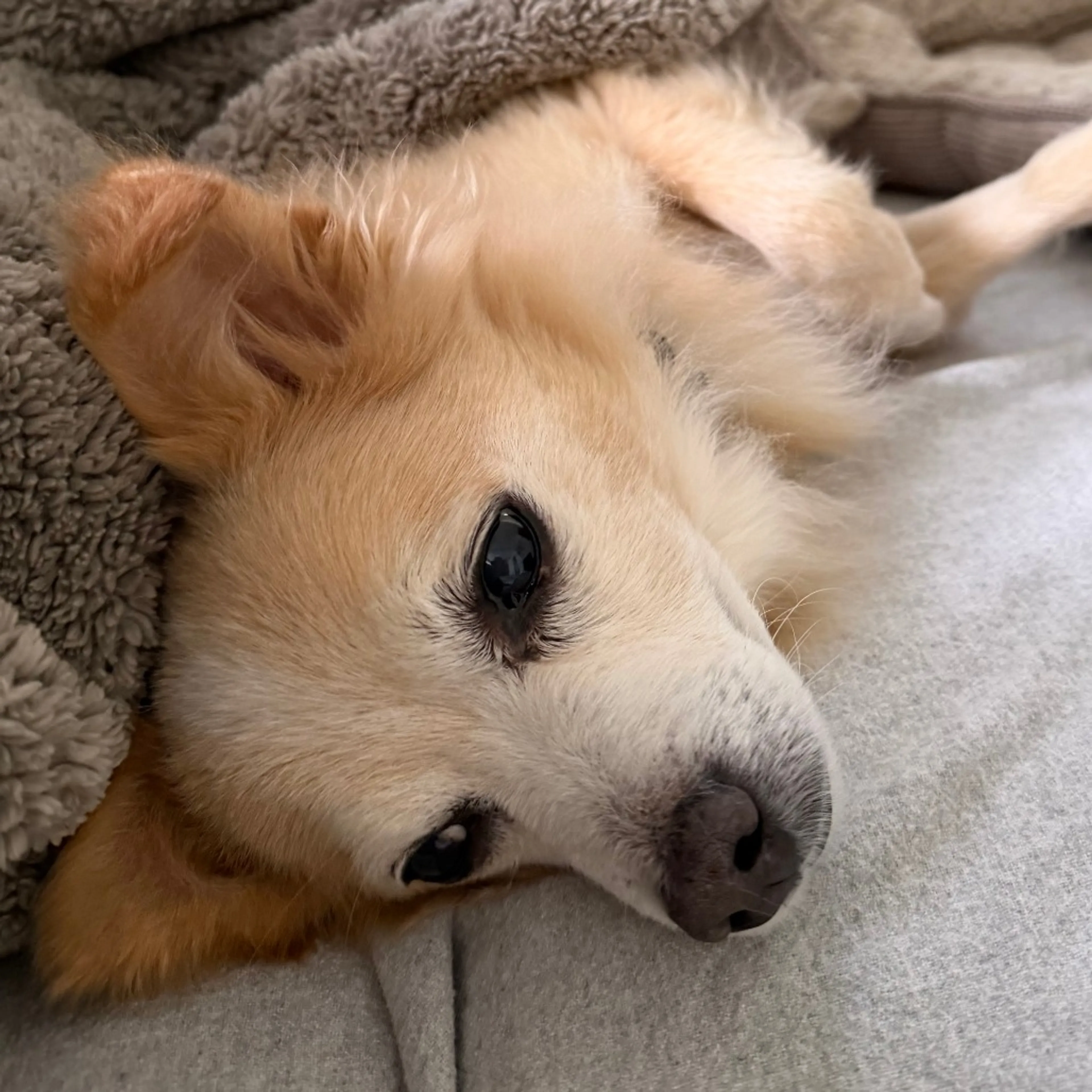 Found pet-46