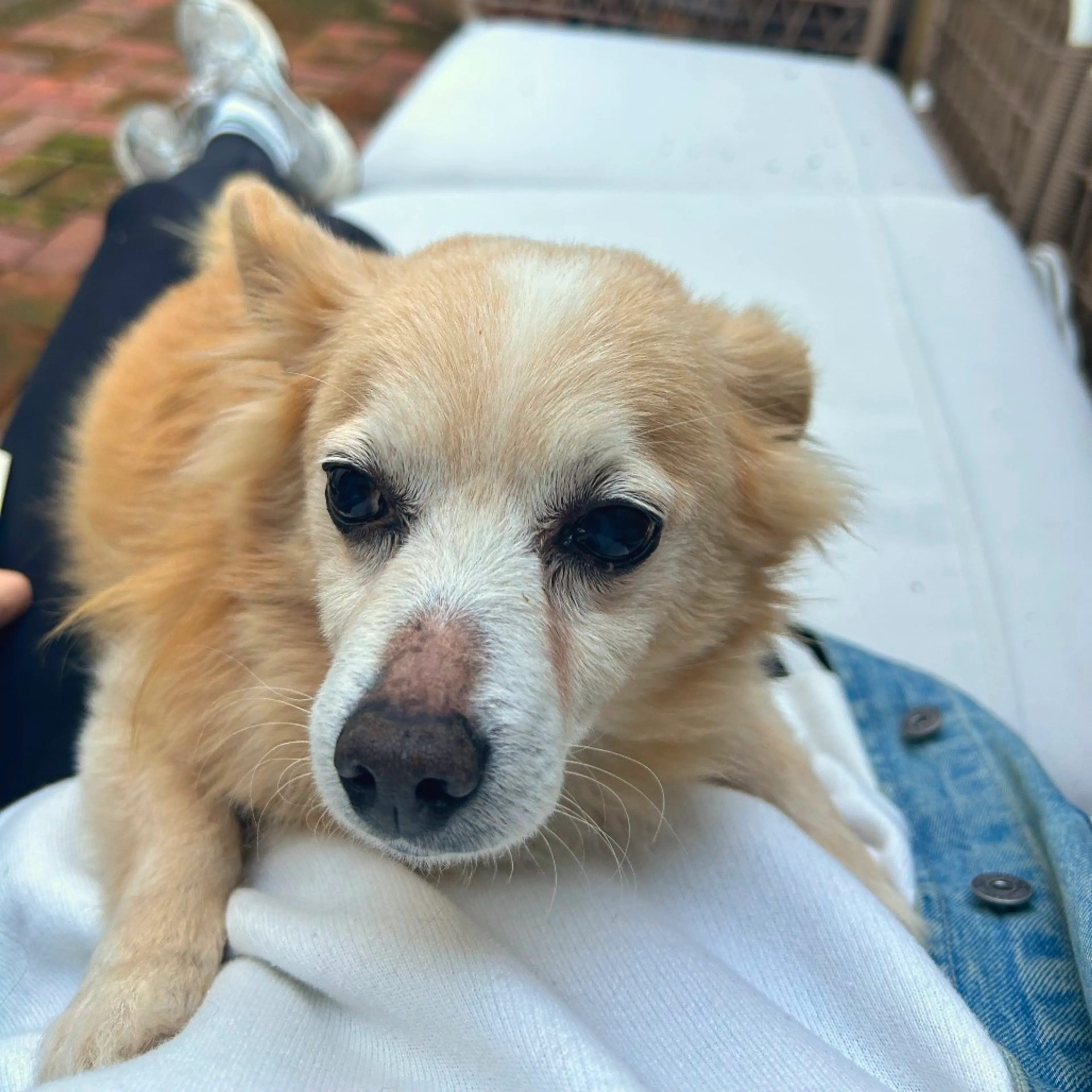 Found pet-18