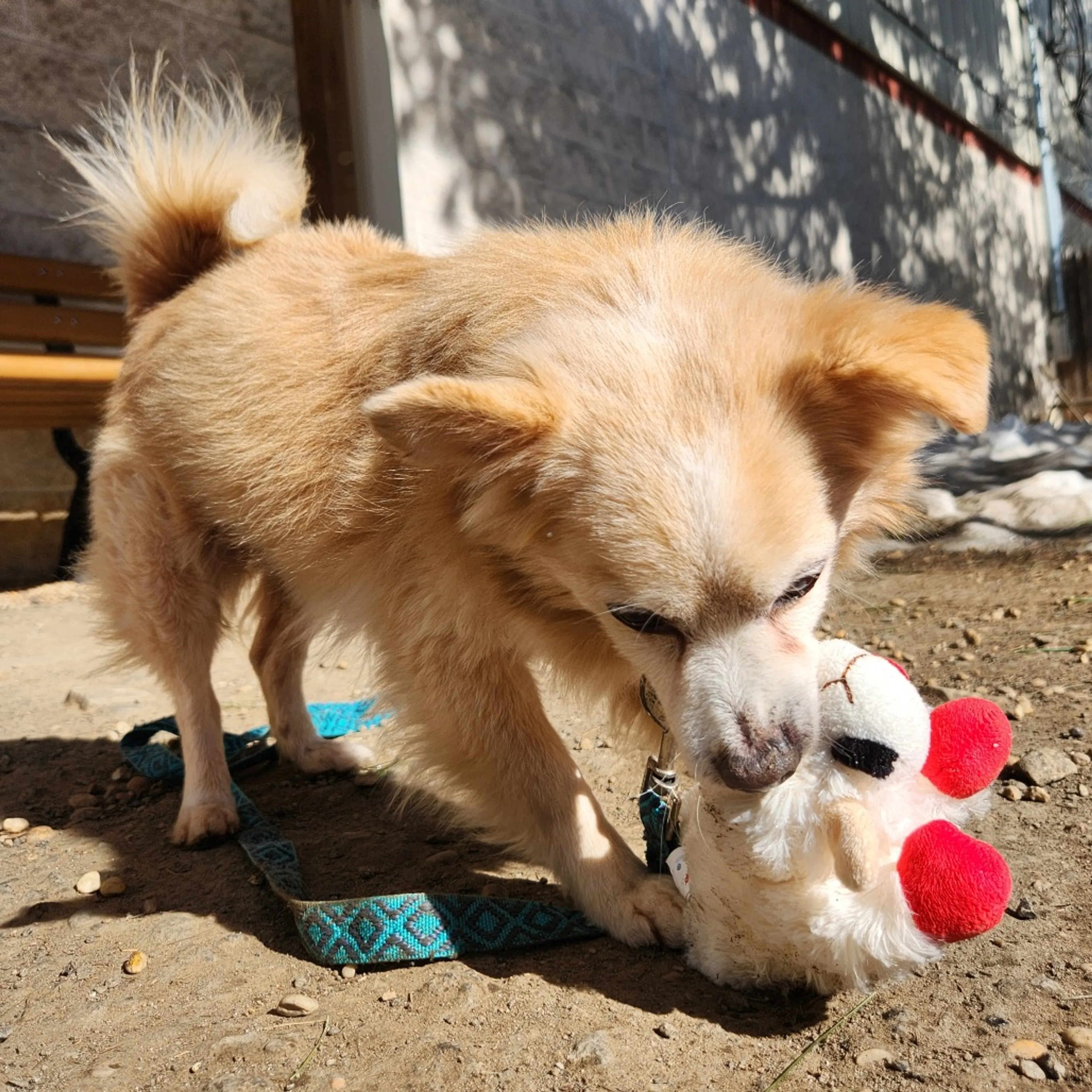 Found pet-38