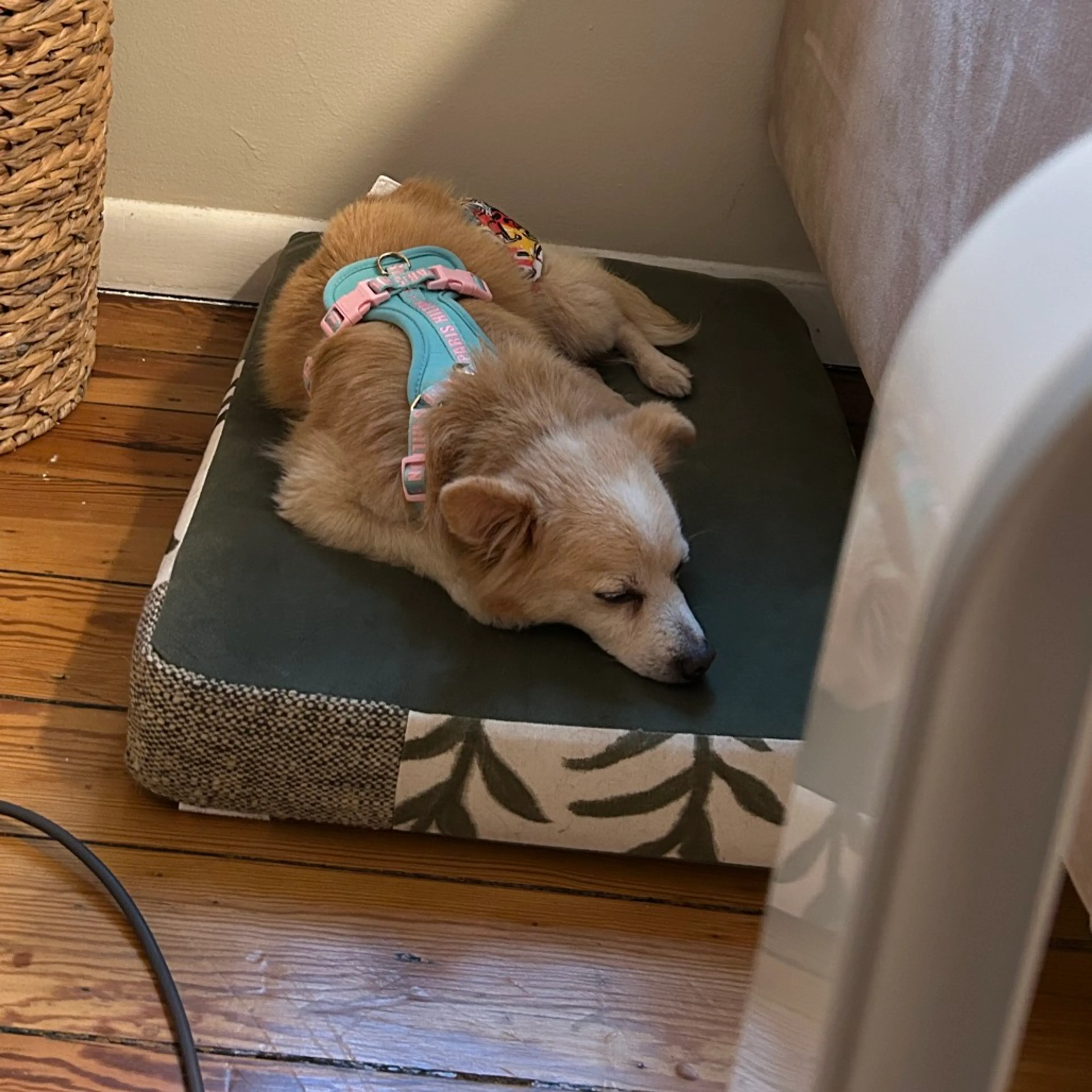 Found pet-41