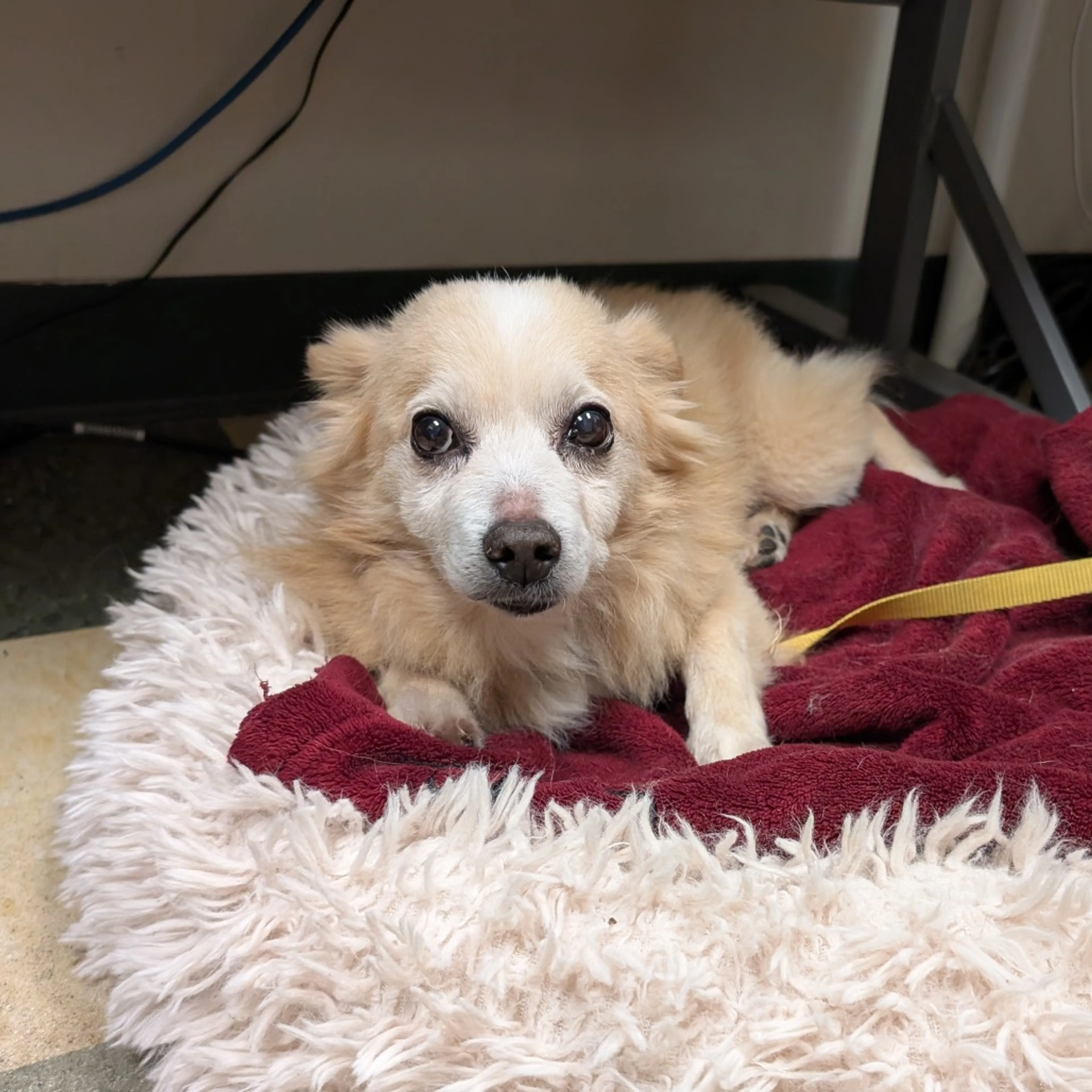 Found pet-43