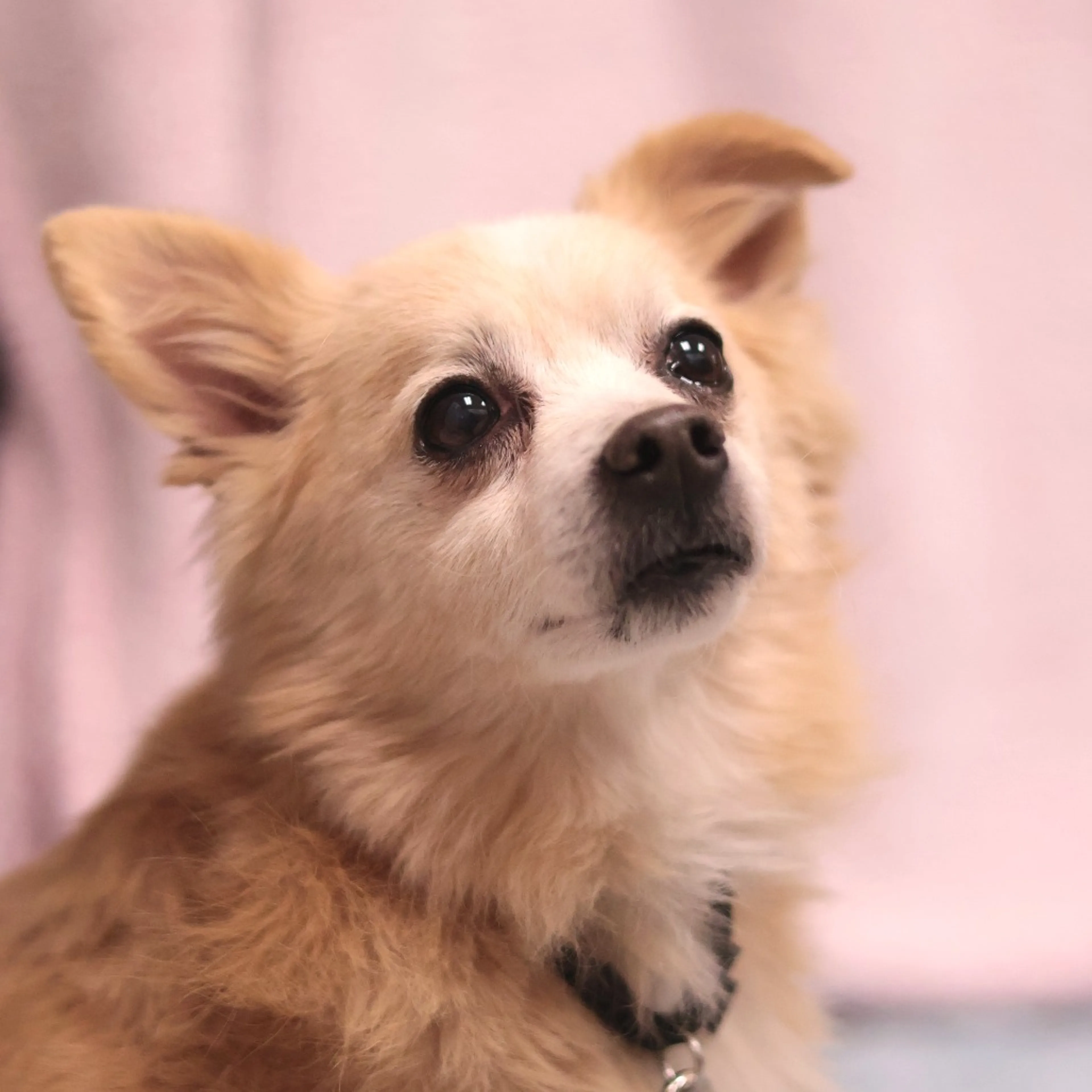 Found pet-19