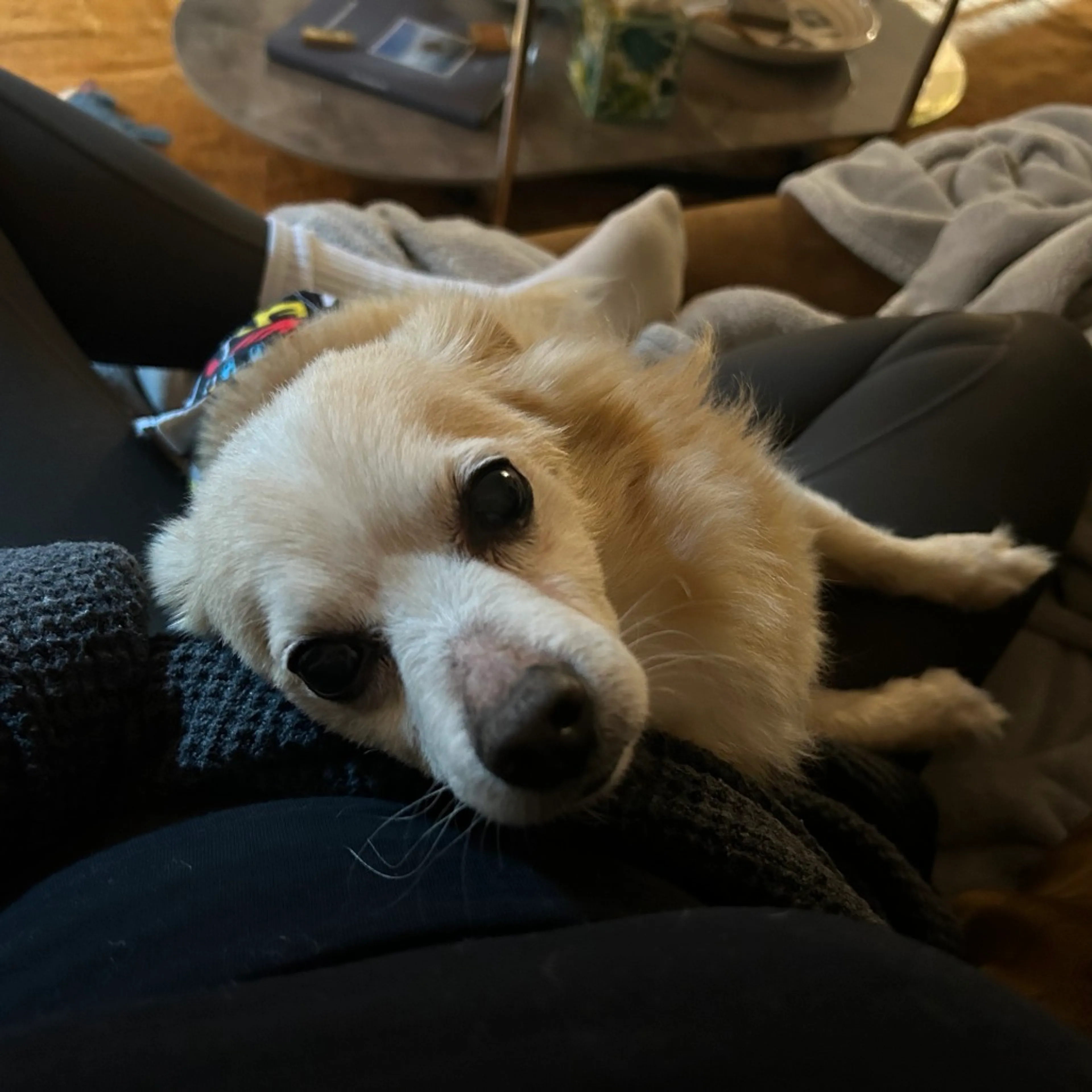 Found pet-36