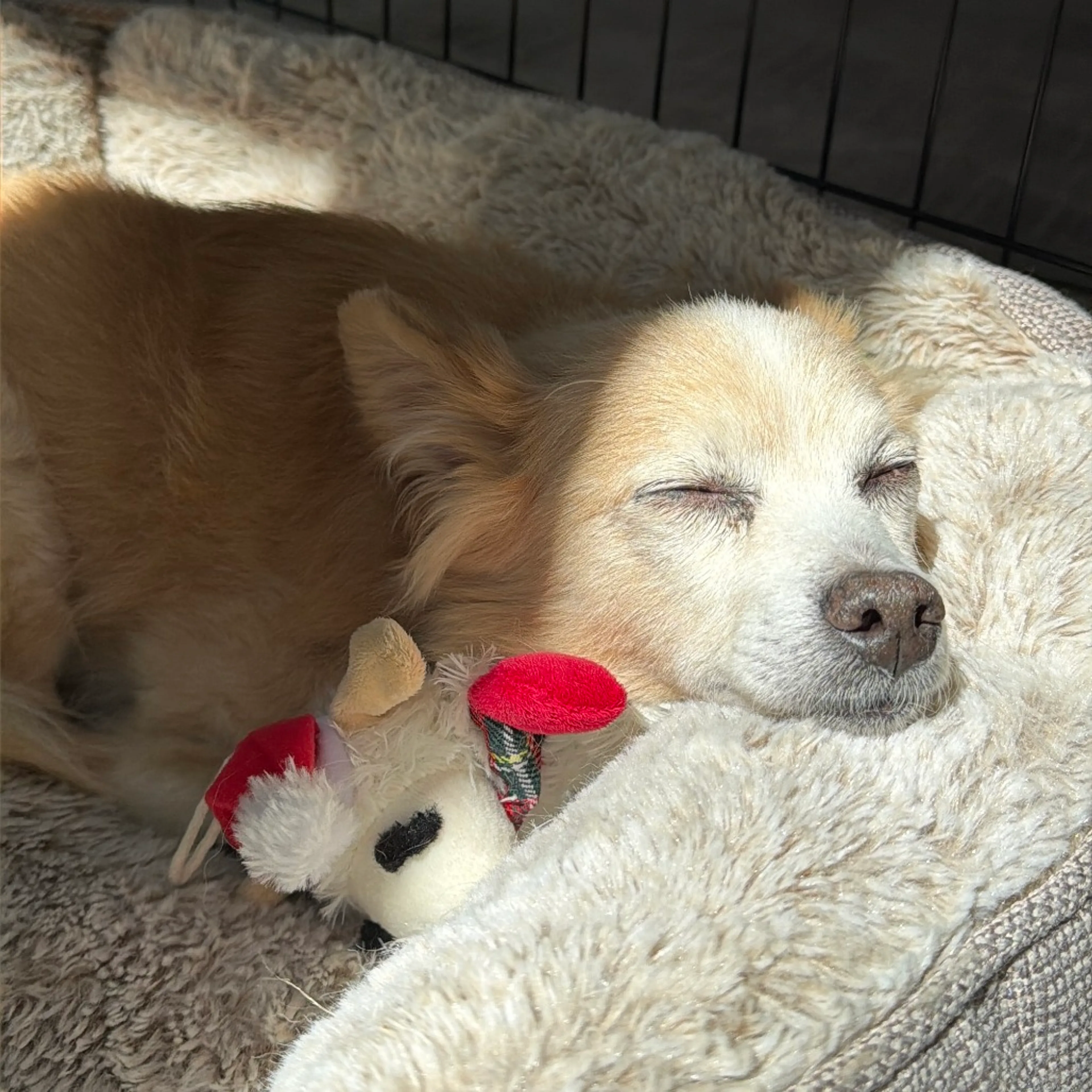 Found pet-2