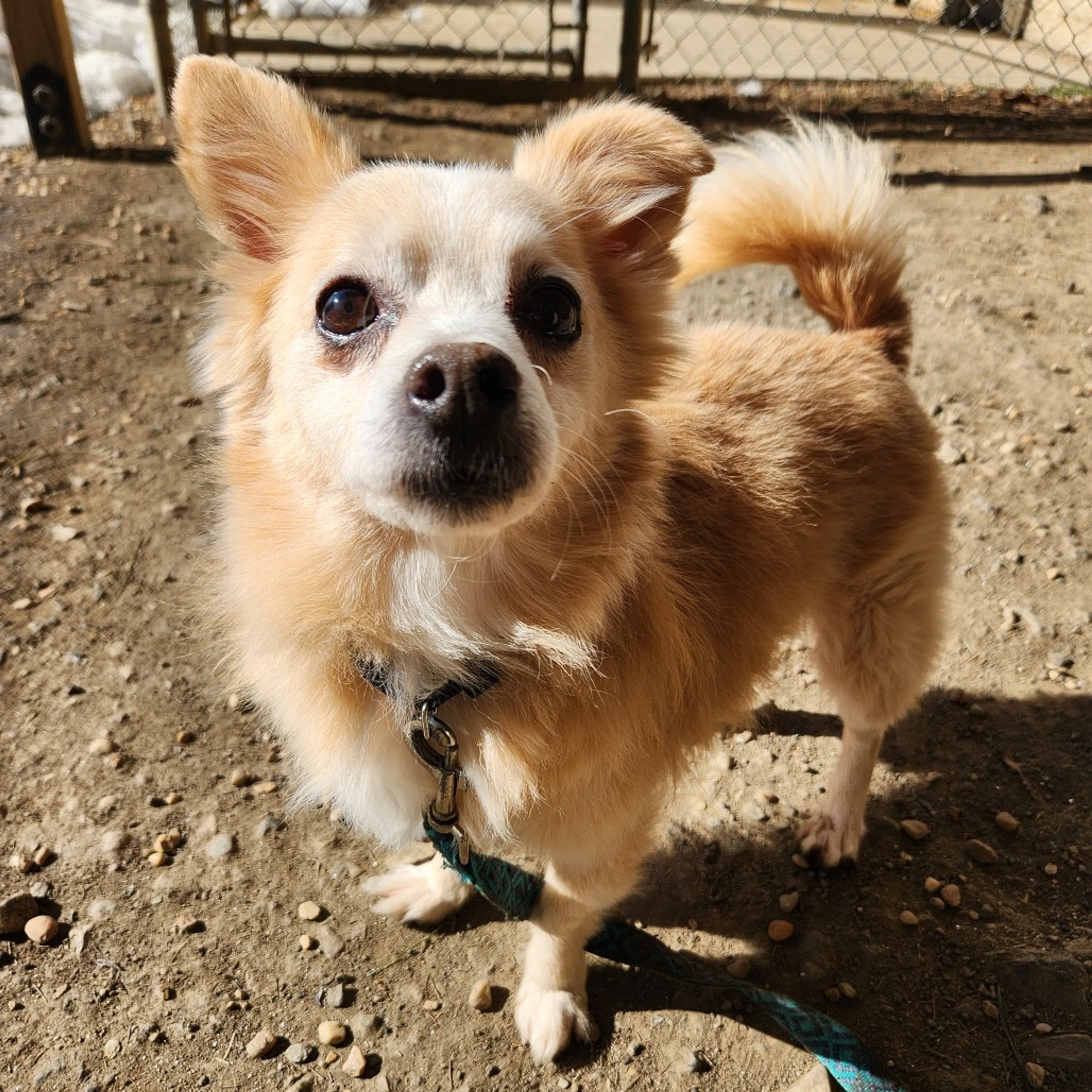 Found pet-32