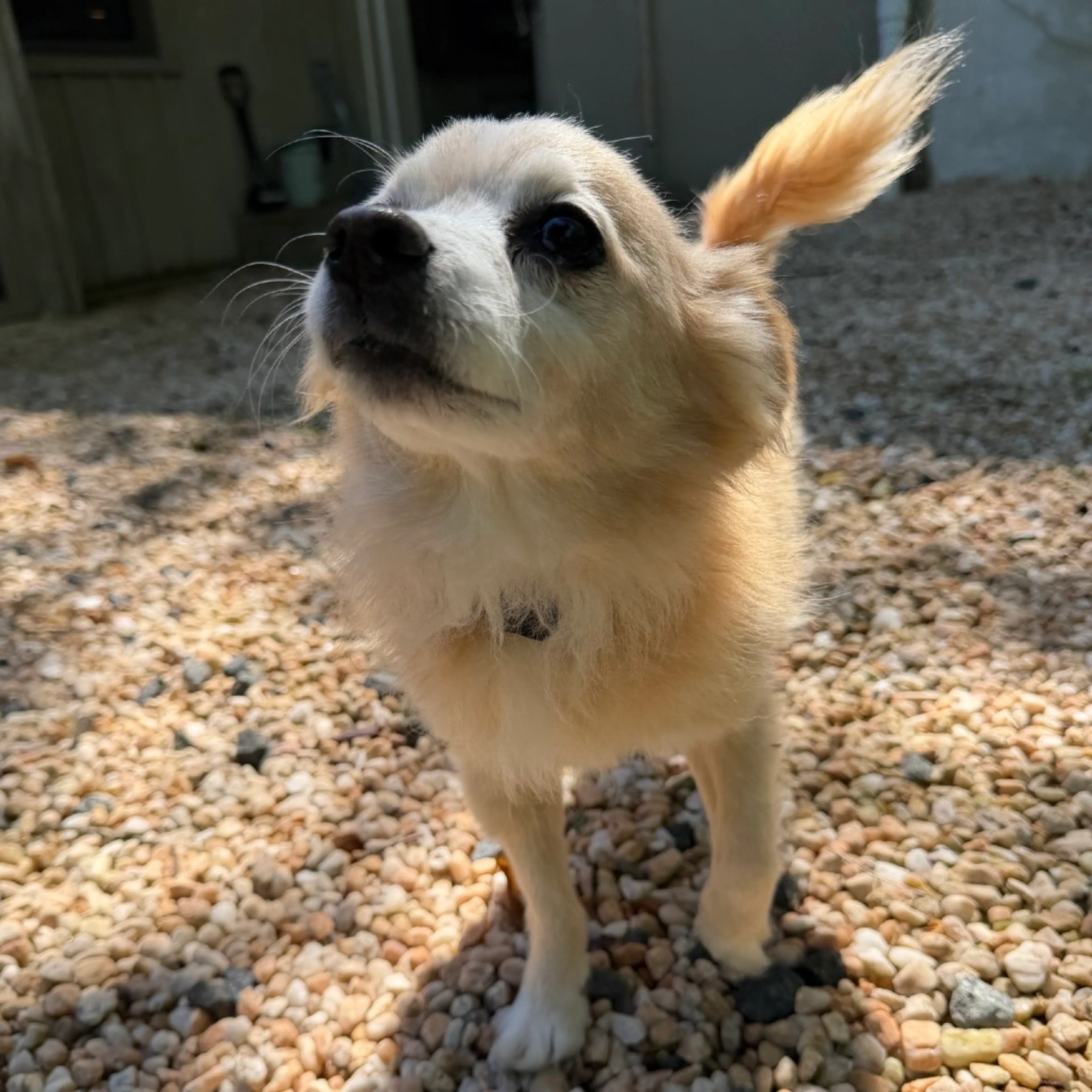 Found pet-30