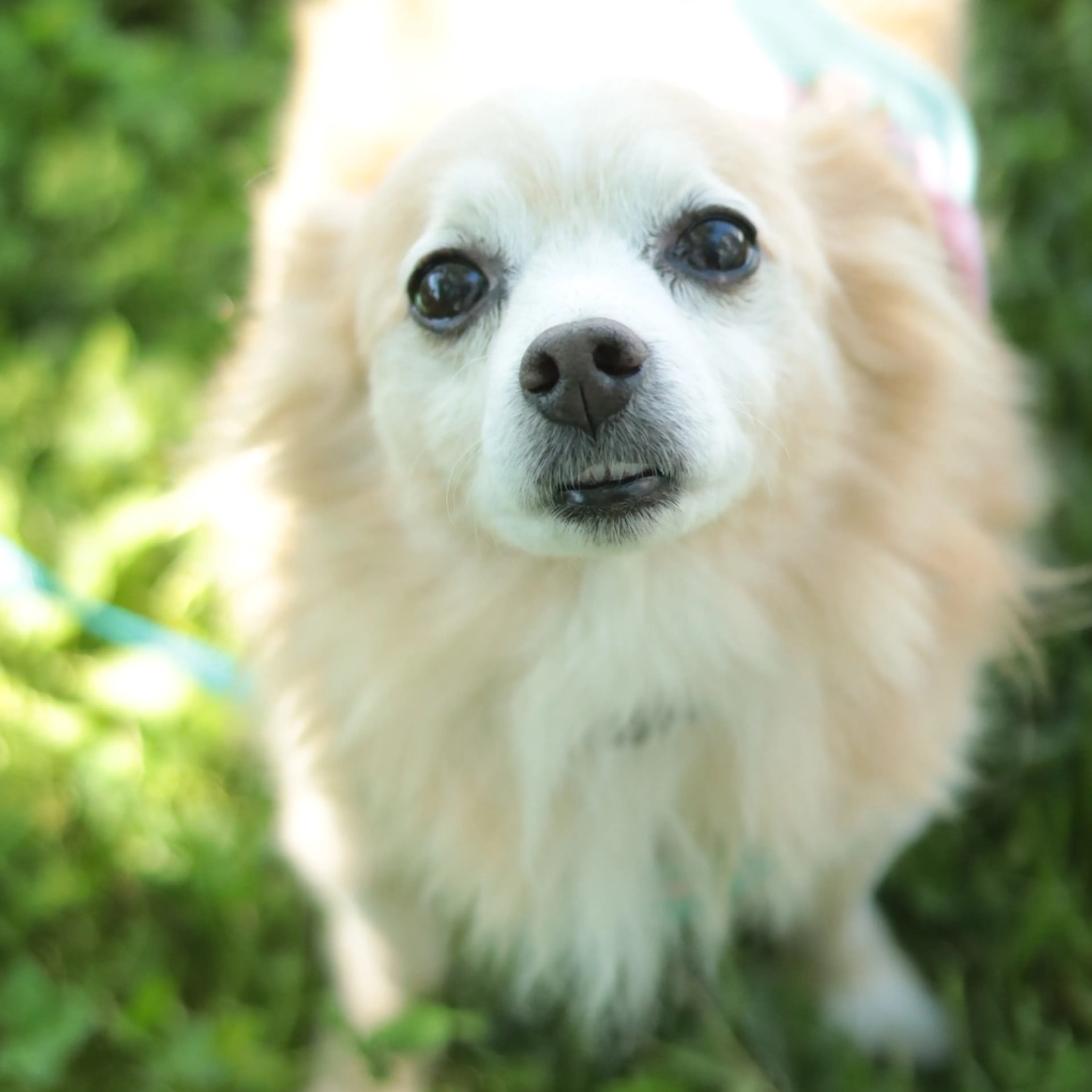 Found pet-45