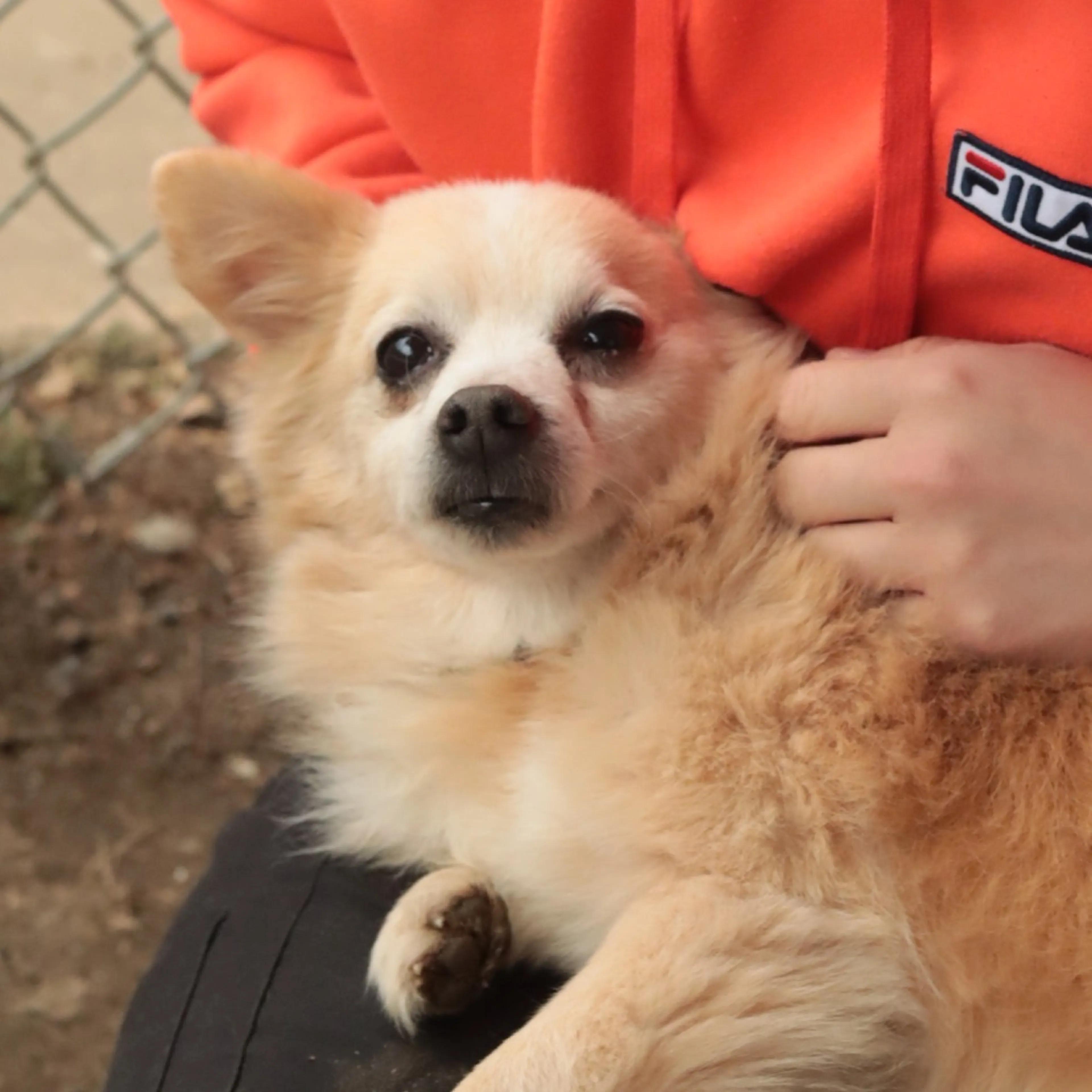 Found pet-11