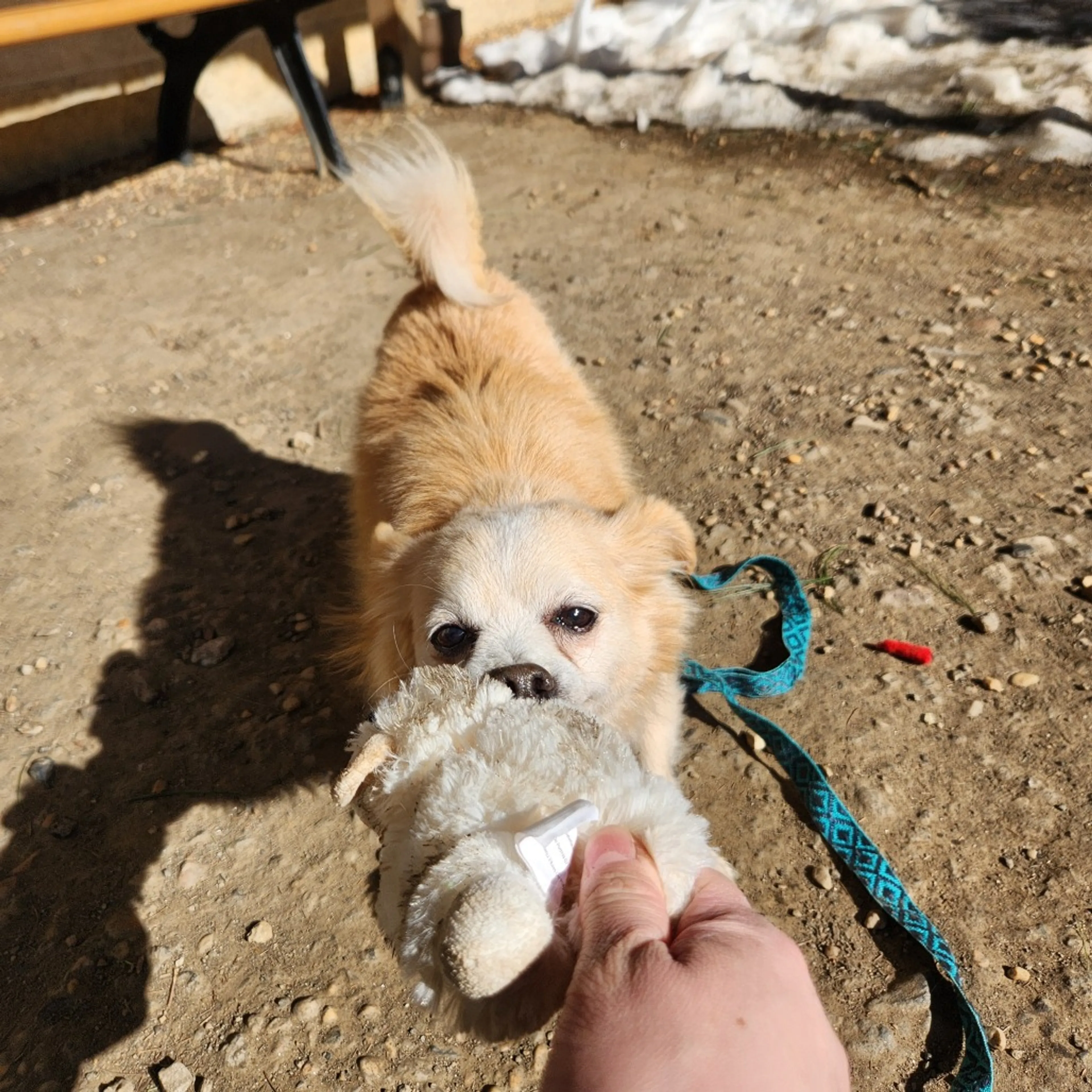 Found pet-39