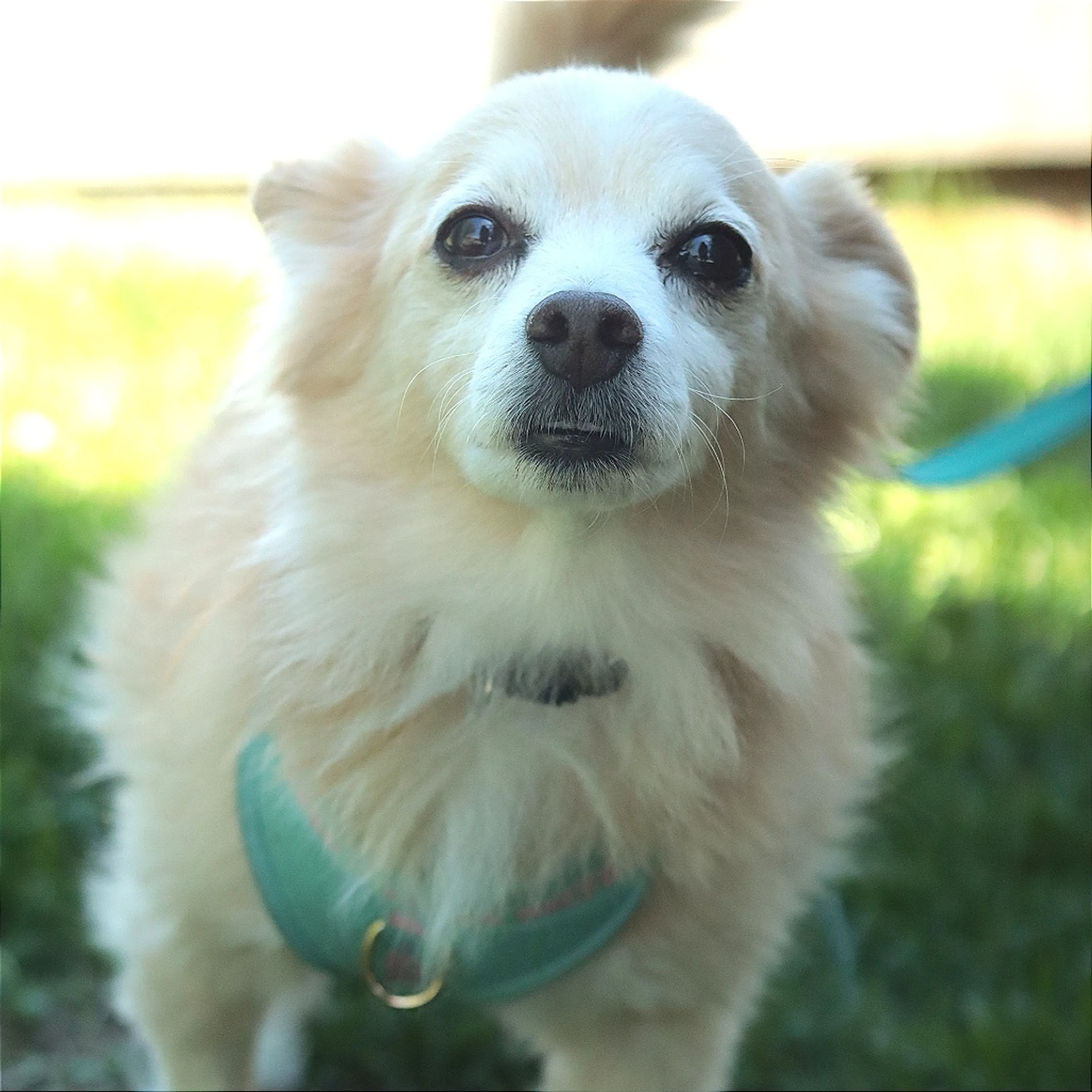 Found pet-8