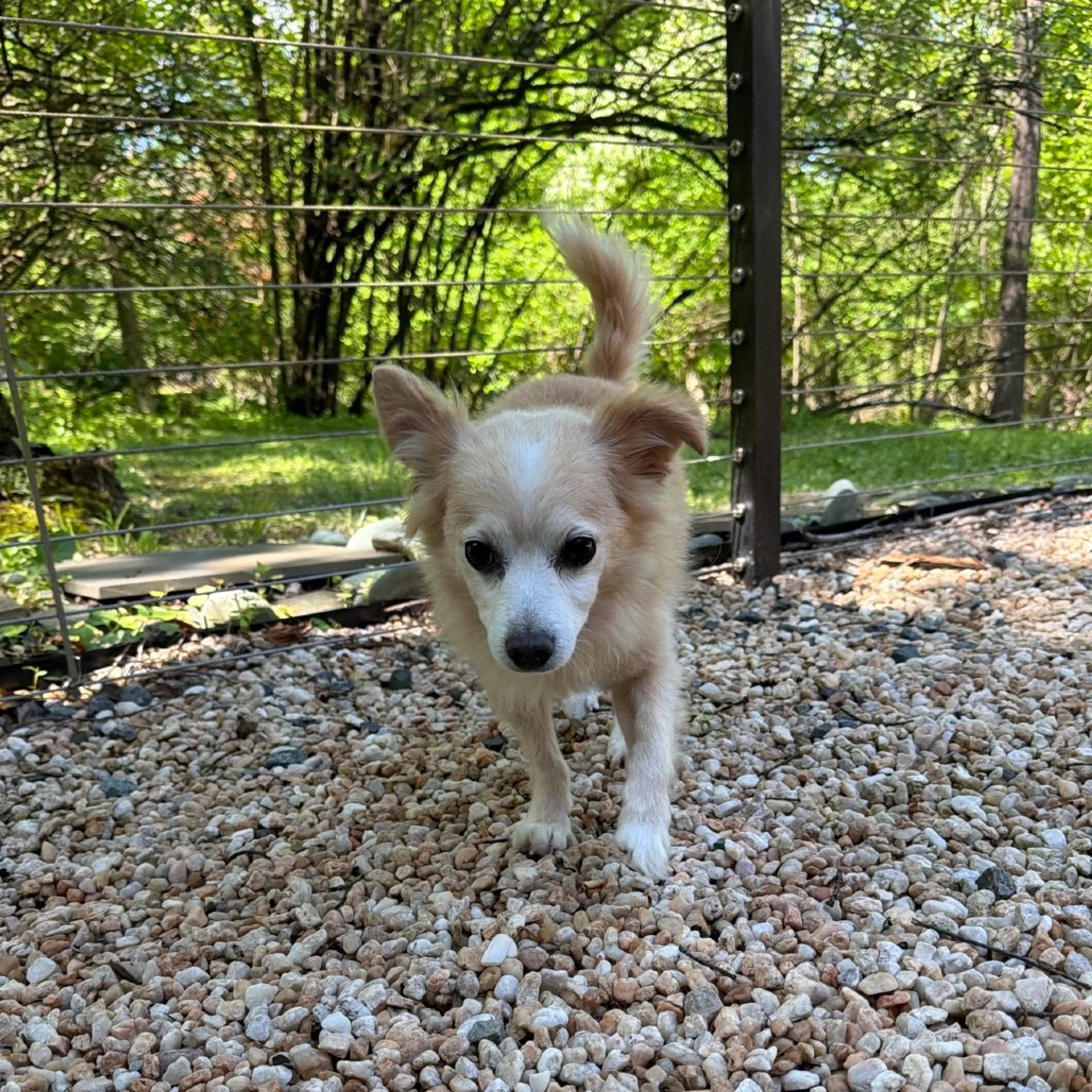 Found pet-47