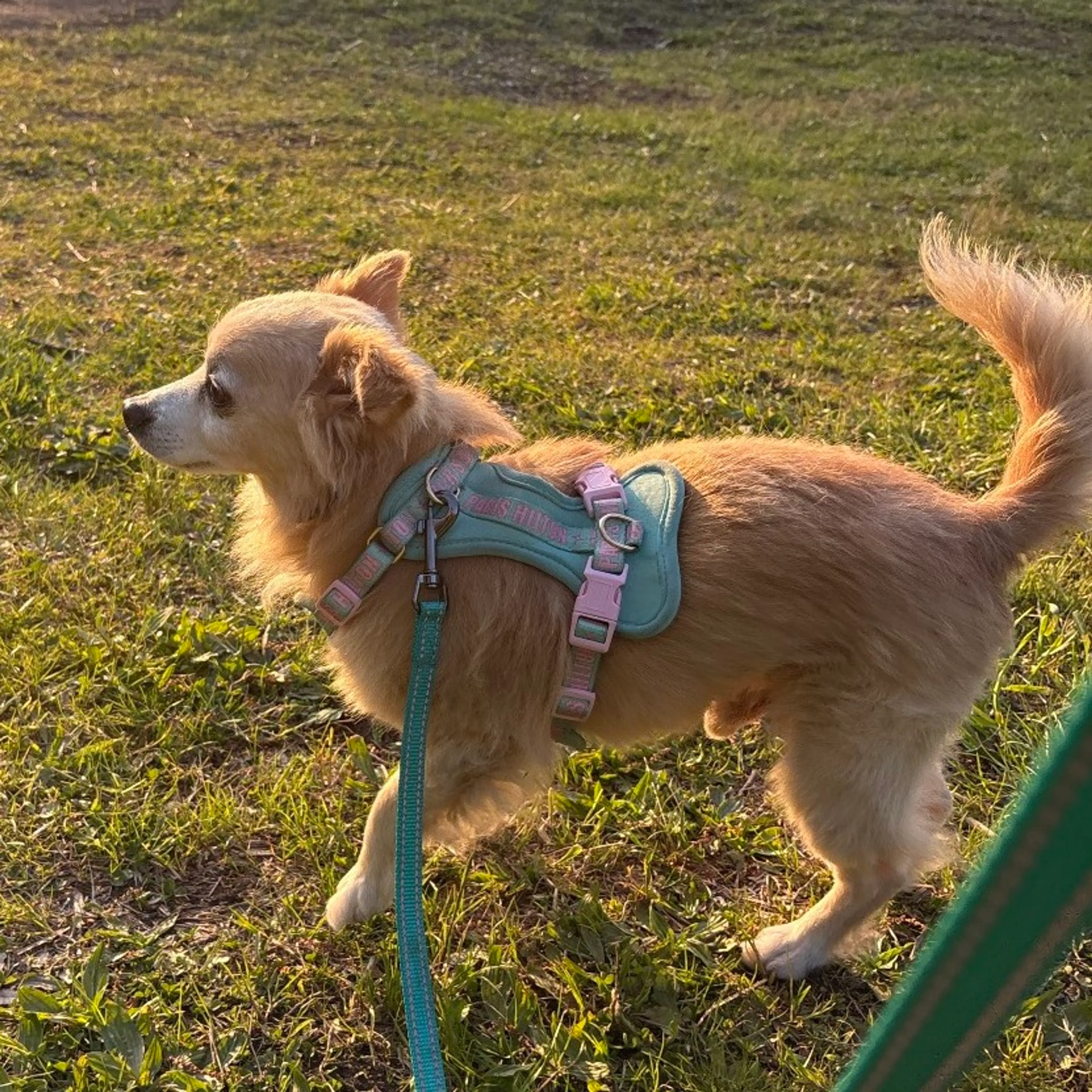 Found pet-24