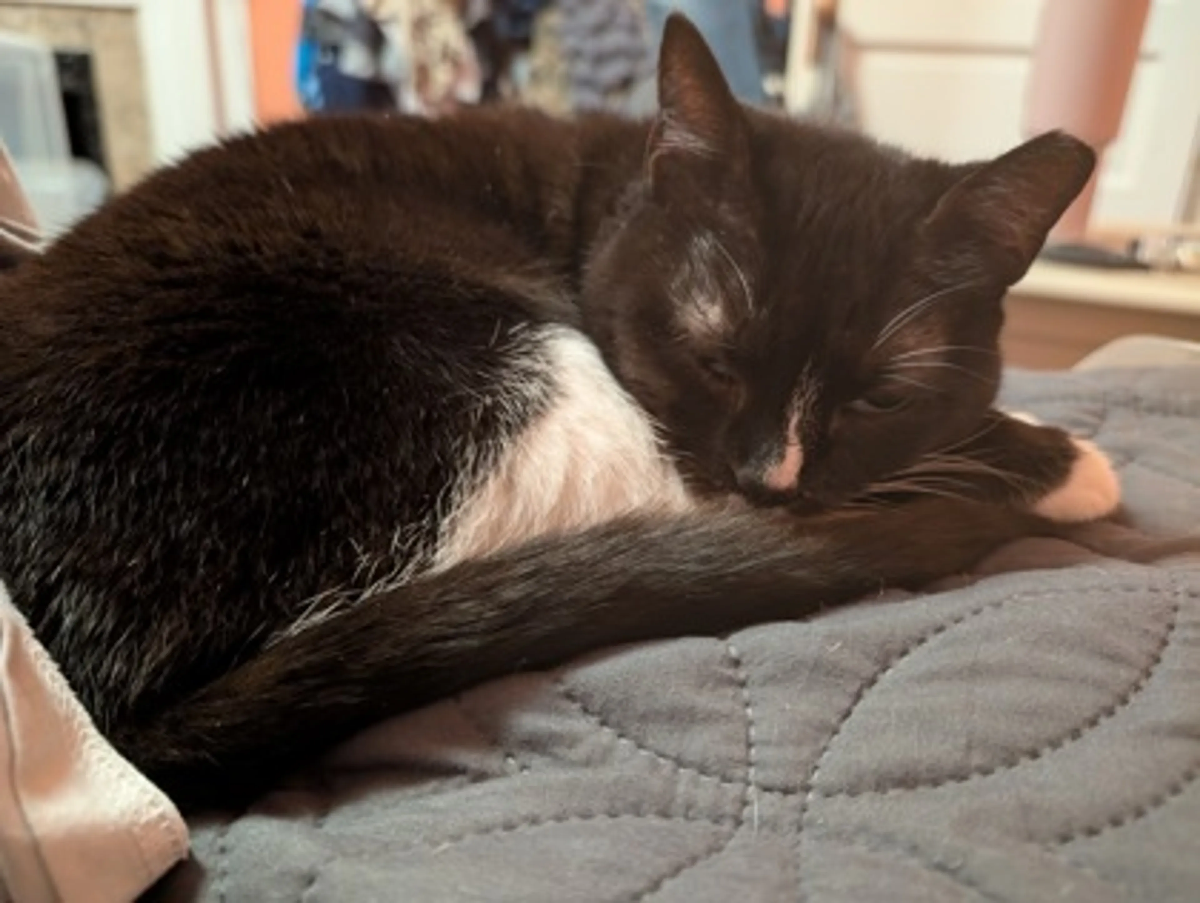 Found pet-2