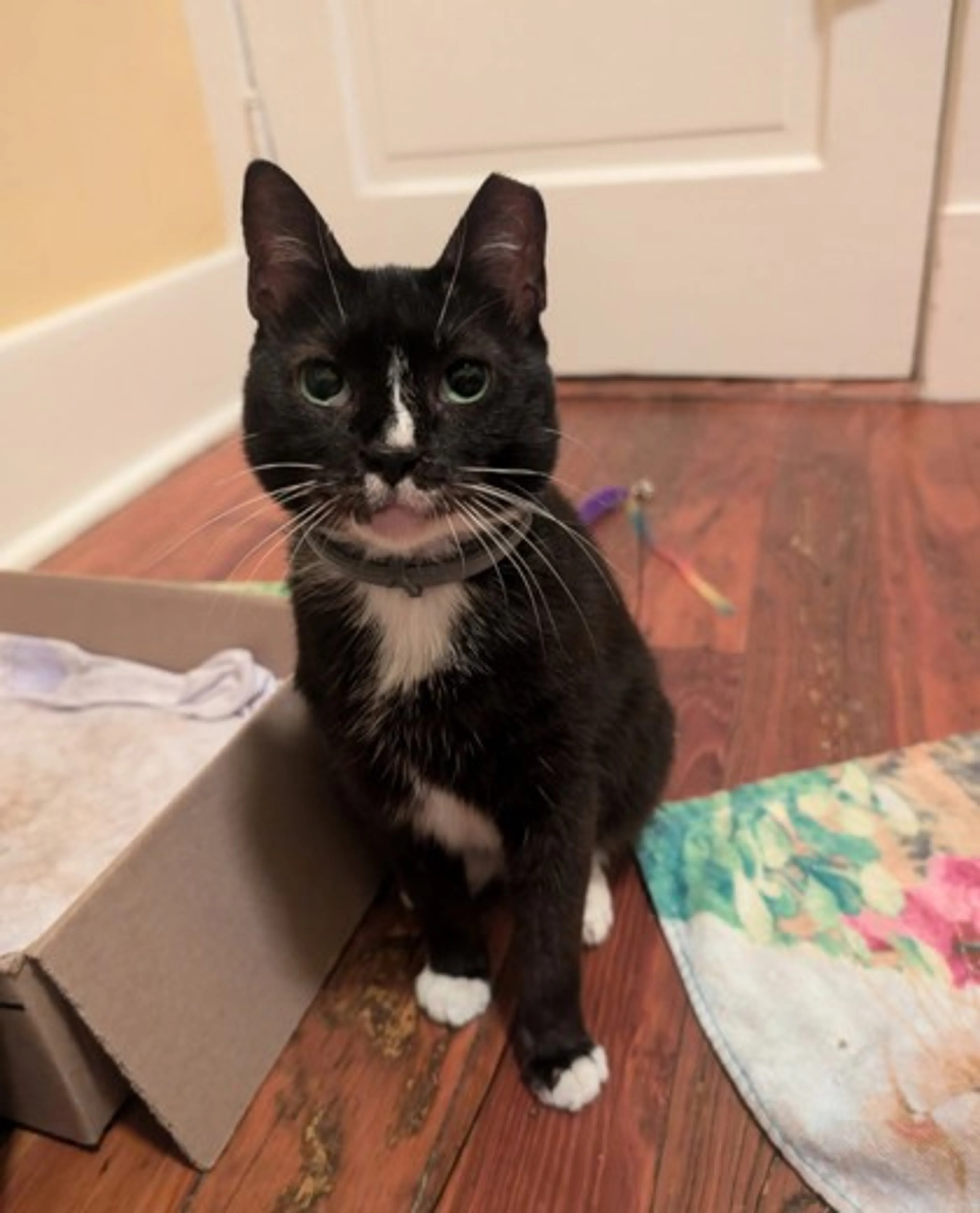 Found pet-0