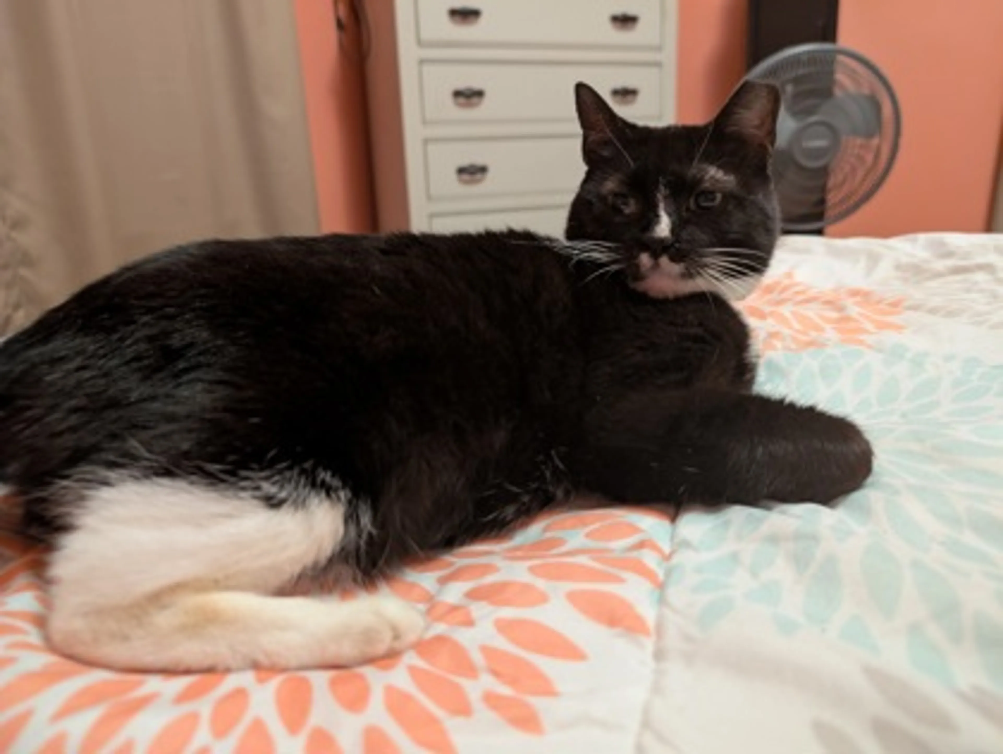 Found pet-1